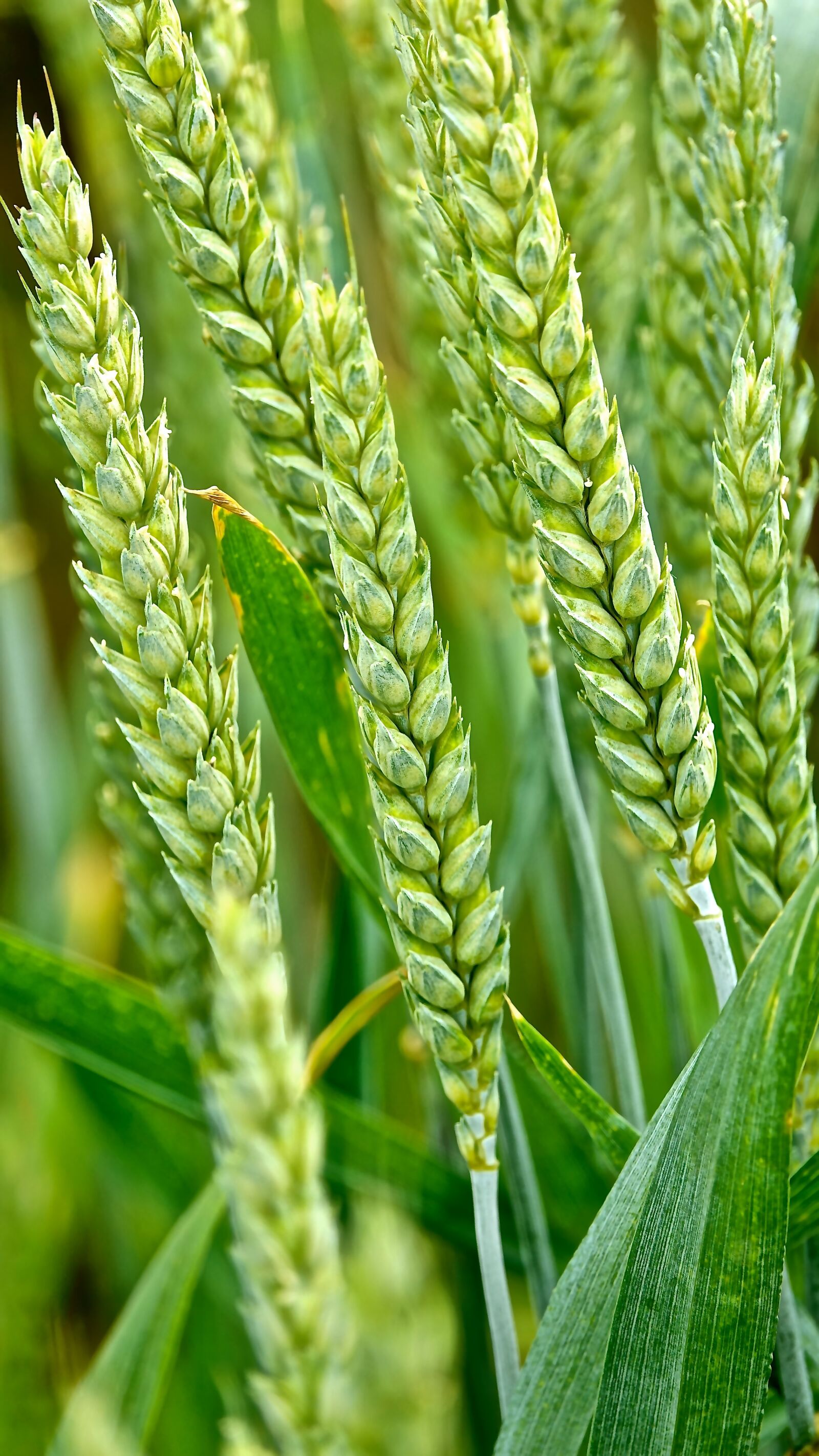 Sony Cyber-shot DSC-RX10 III sample photo. Wheat, culture, june photography