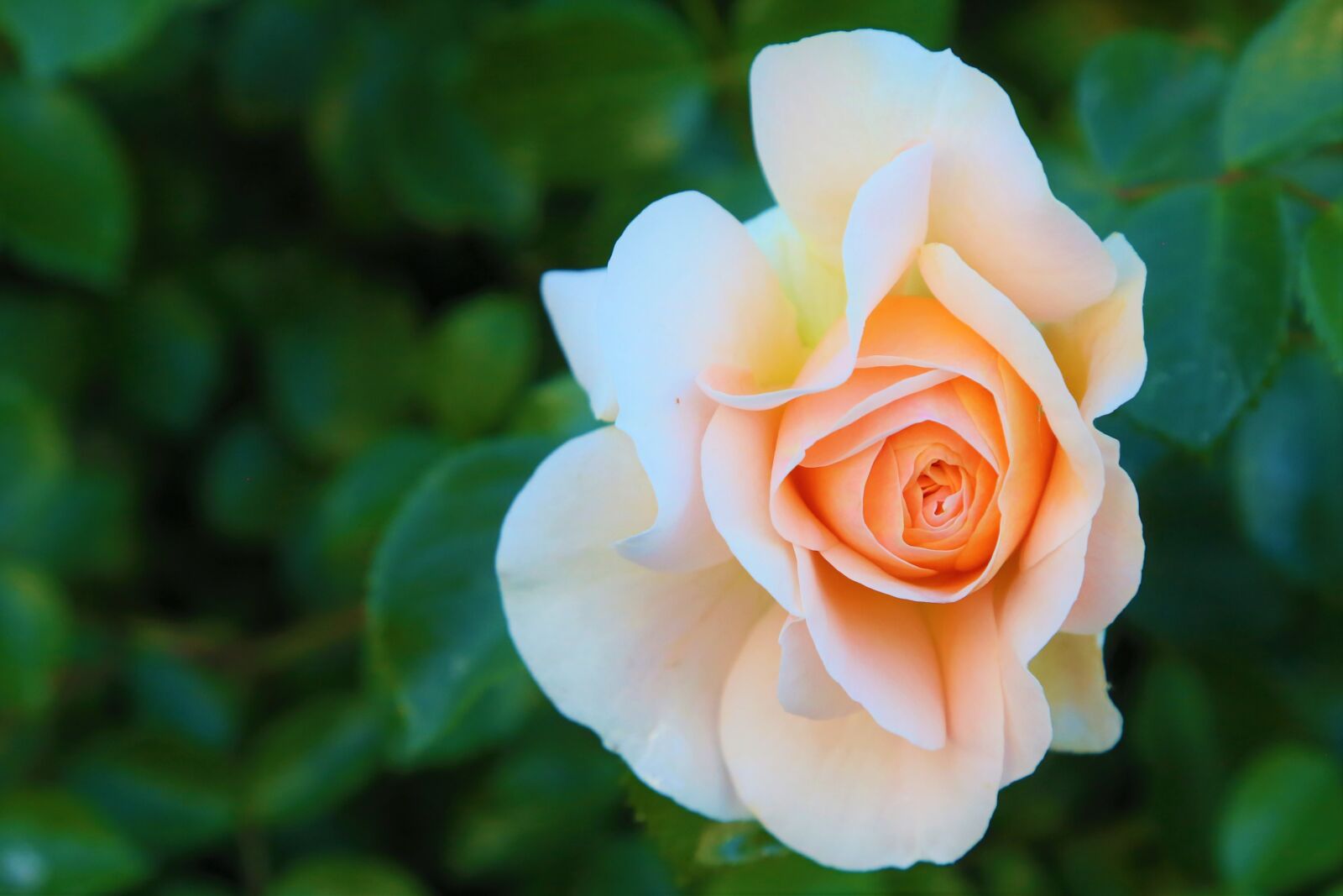 Canon EF 24-105mm F4L IS USM sample photo. Rose, spring, nature photography