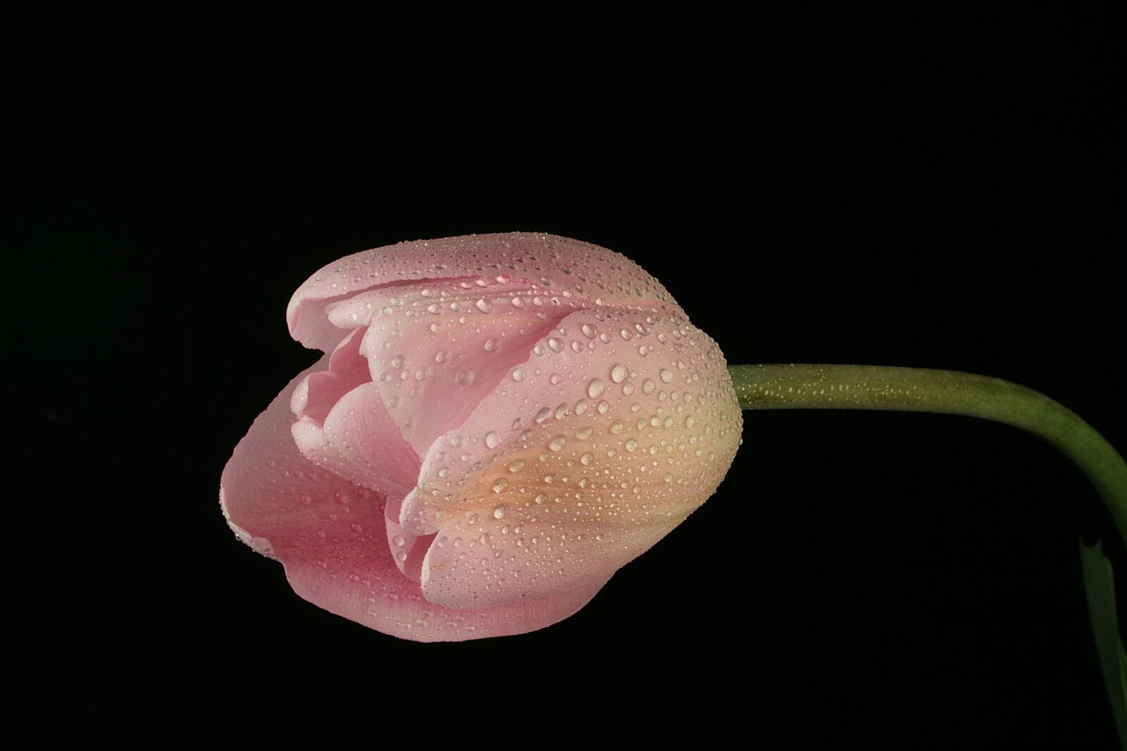 Canon EOS 400D (EOS Digital Rebel XTi / EOS Kiss Digital X) sample photo. Tulip, rosa, nero photography