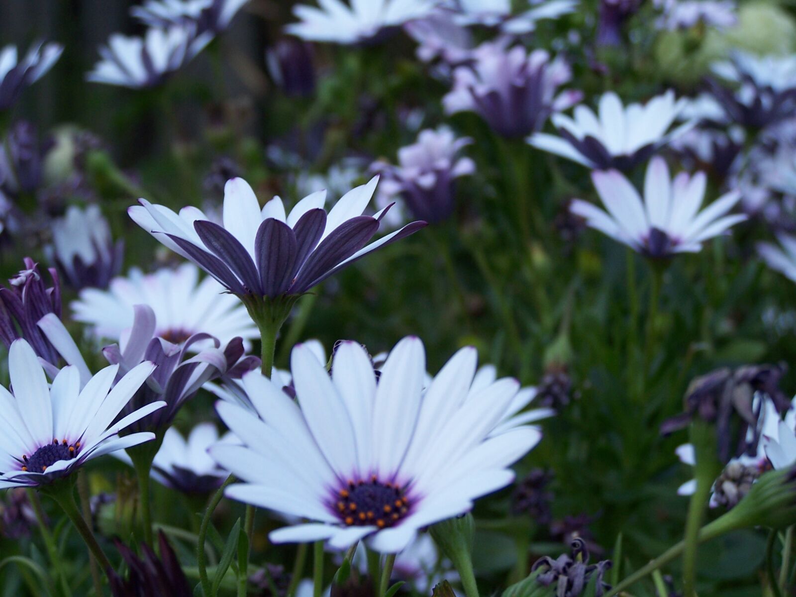 Kodak Z740 ZOOM DIGITAL CAMERA sample photo. White, daisies, flowers photography
