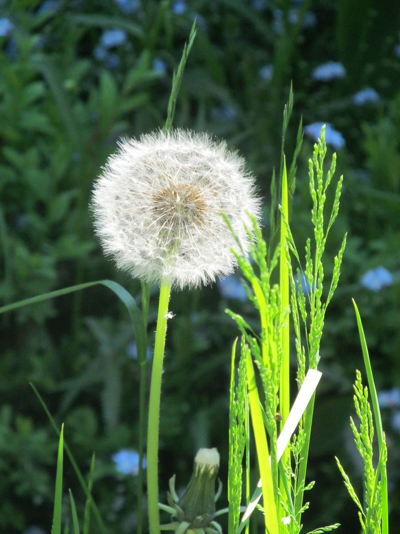 Canon PowerShot SX150 IS sample photo. Dandelion, n, nature photography