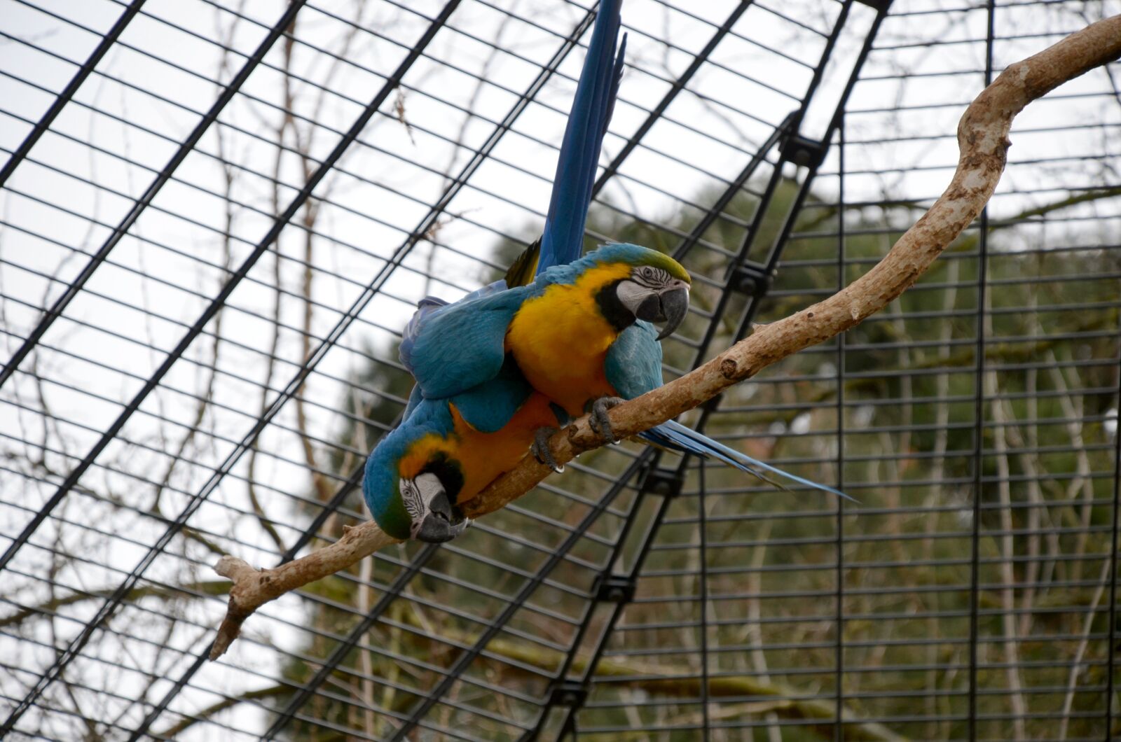Nikon D5100 sample photo. Yellow macaw, zoo, parrot photography
