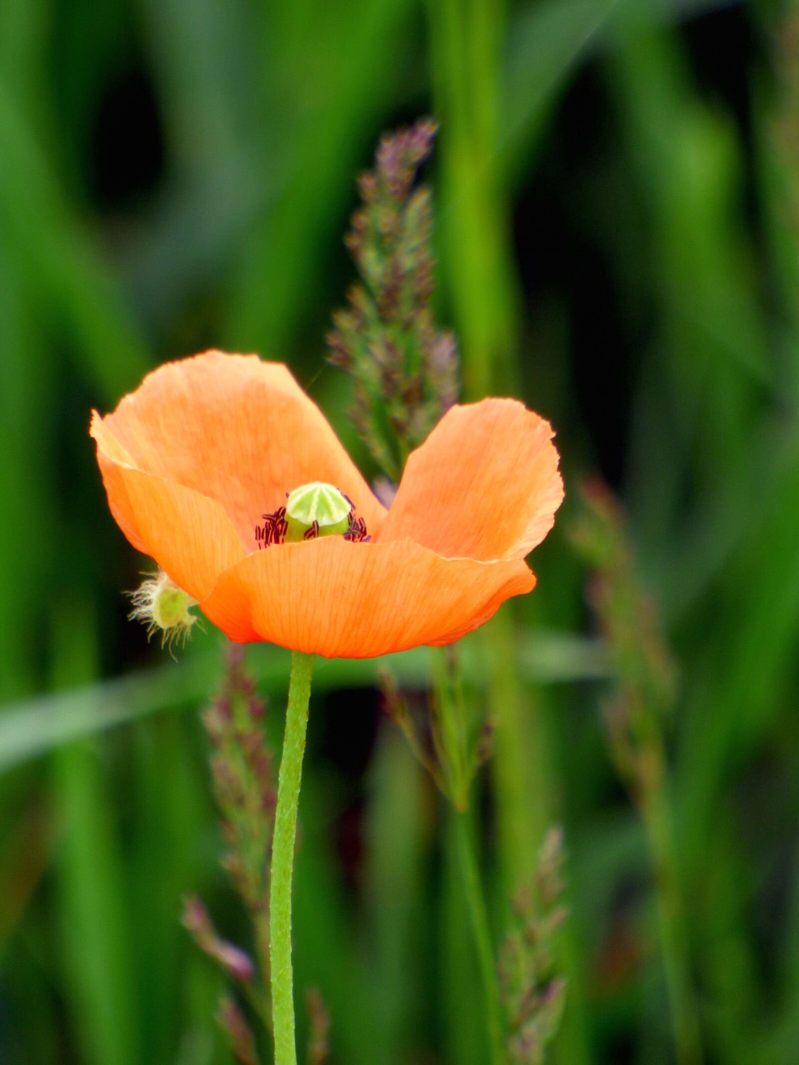Panasonic DMC-FZ72 sample photo. Poppy, nature, flowers photography