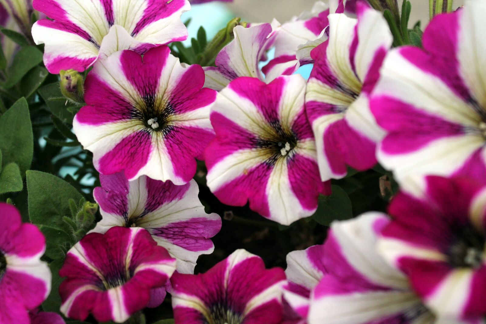 Canon EOS 1100D (EOS Rebel T3 / EOS Kiss X50) sample photo. Flower, petunia, purple photography