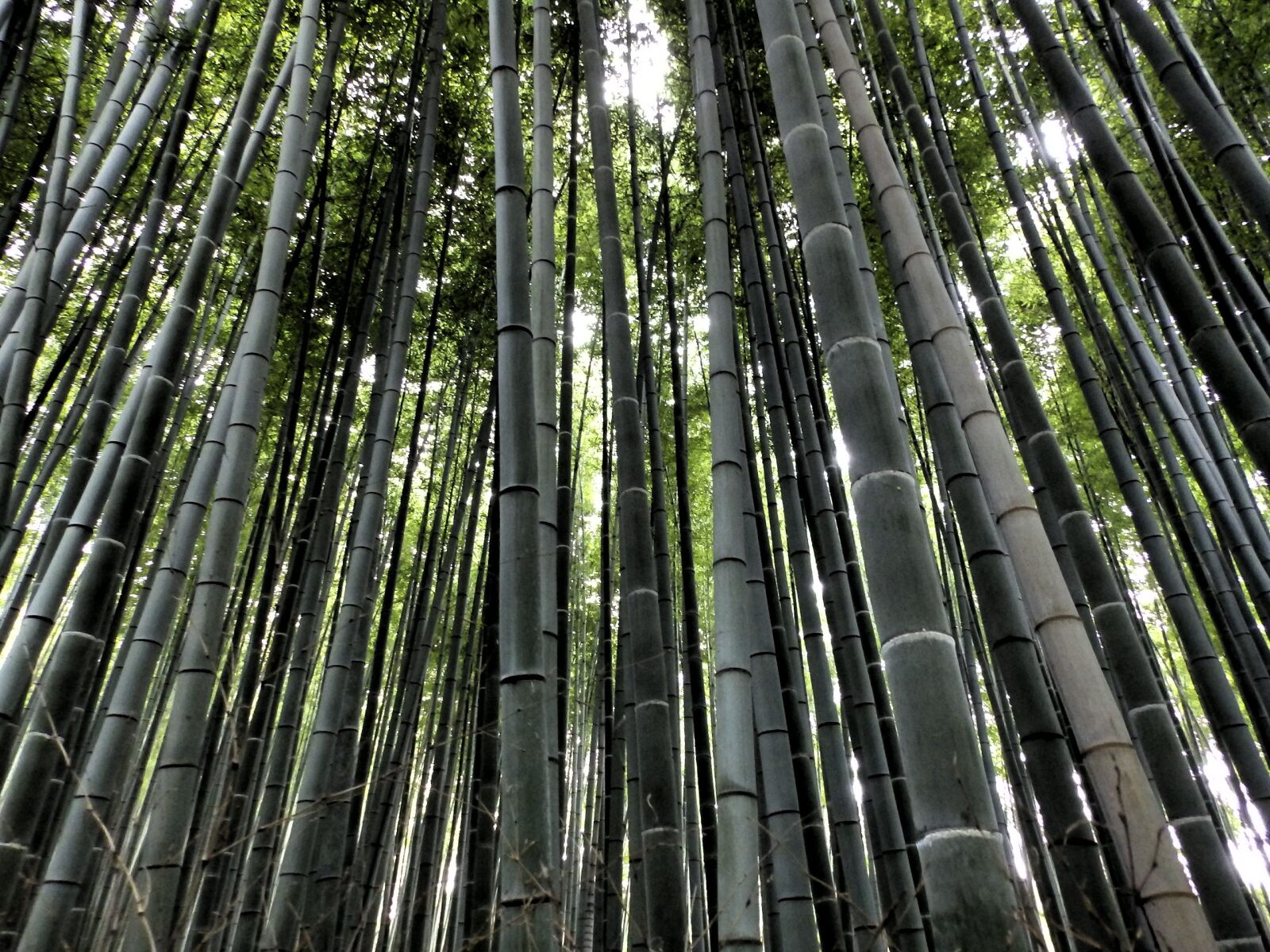 Olympus SP-820UZ sample photo. Arashiyama, bamboo forest, japan photography