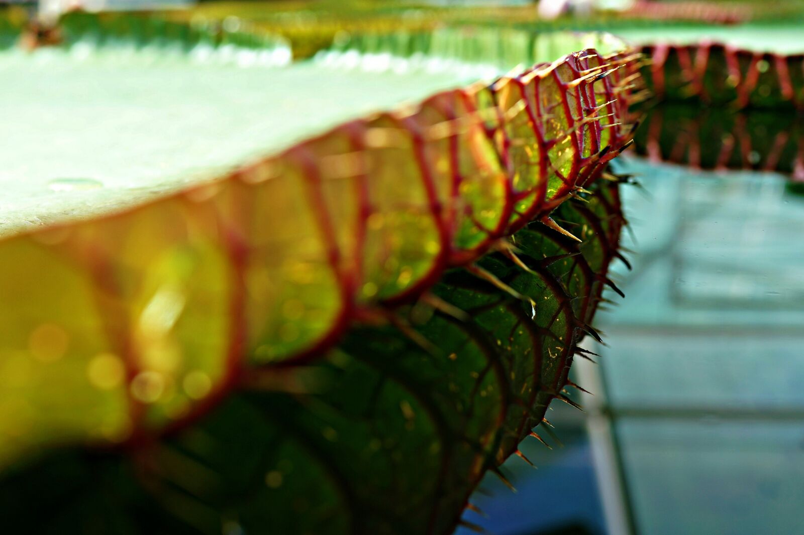 Sony Cyber-shot DSC-RX1R sample photo. Thorny sides, beware, giant photography