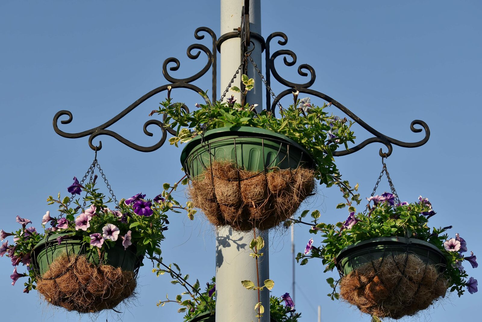 Nikon D5500 sample photo. Cast iron, flowerpot, metal photography