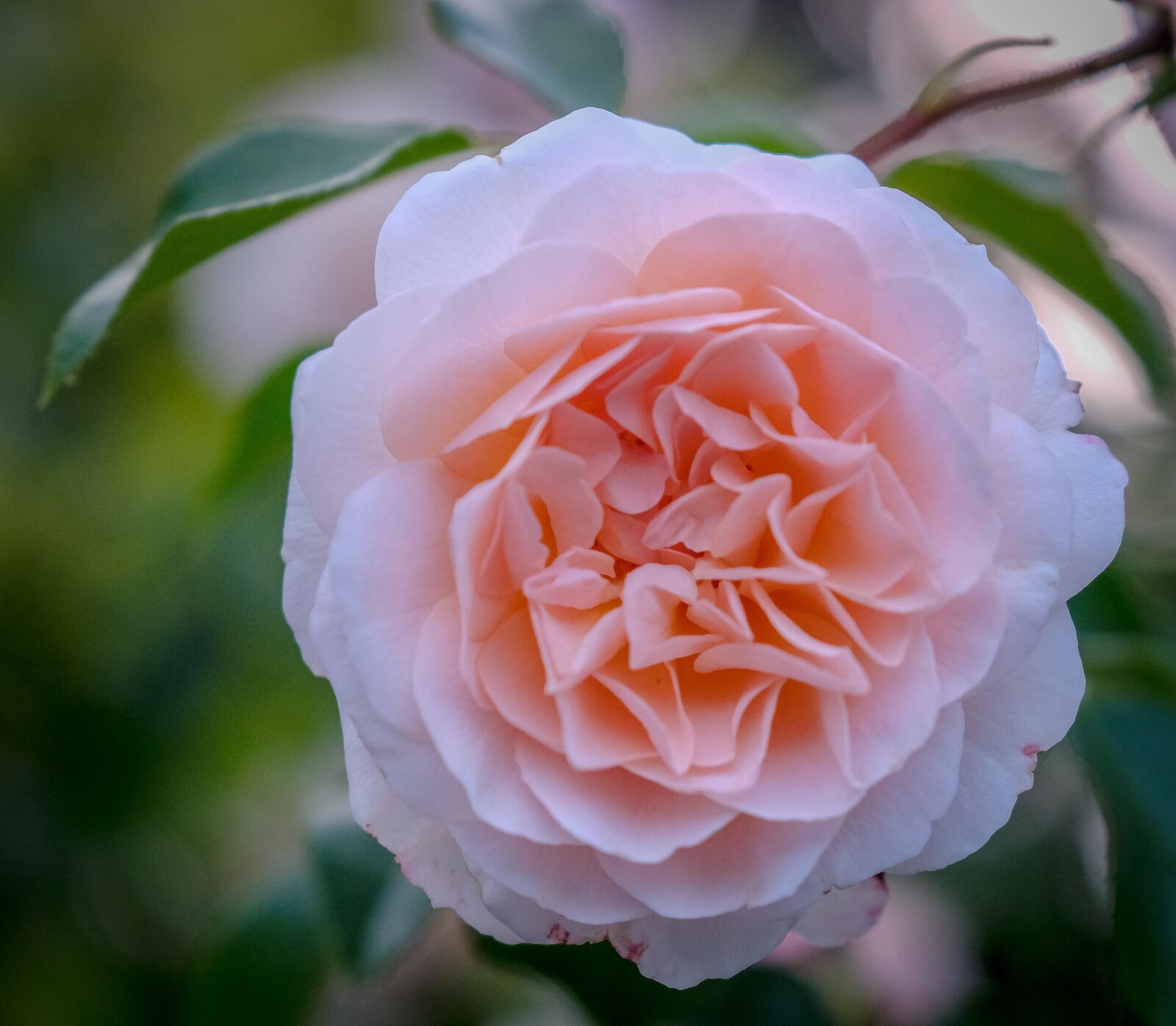 Fujifilm X-T2 sample photo. Rose, rose bloom, blossom photography