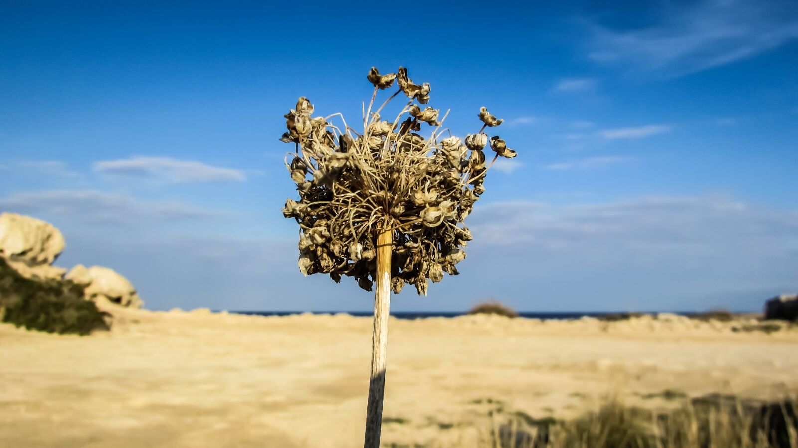 Canon PowerShot SX400 IS sample photo. Dry grass, harvest, cyprus photography