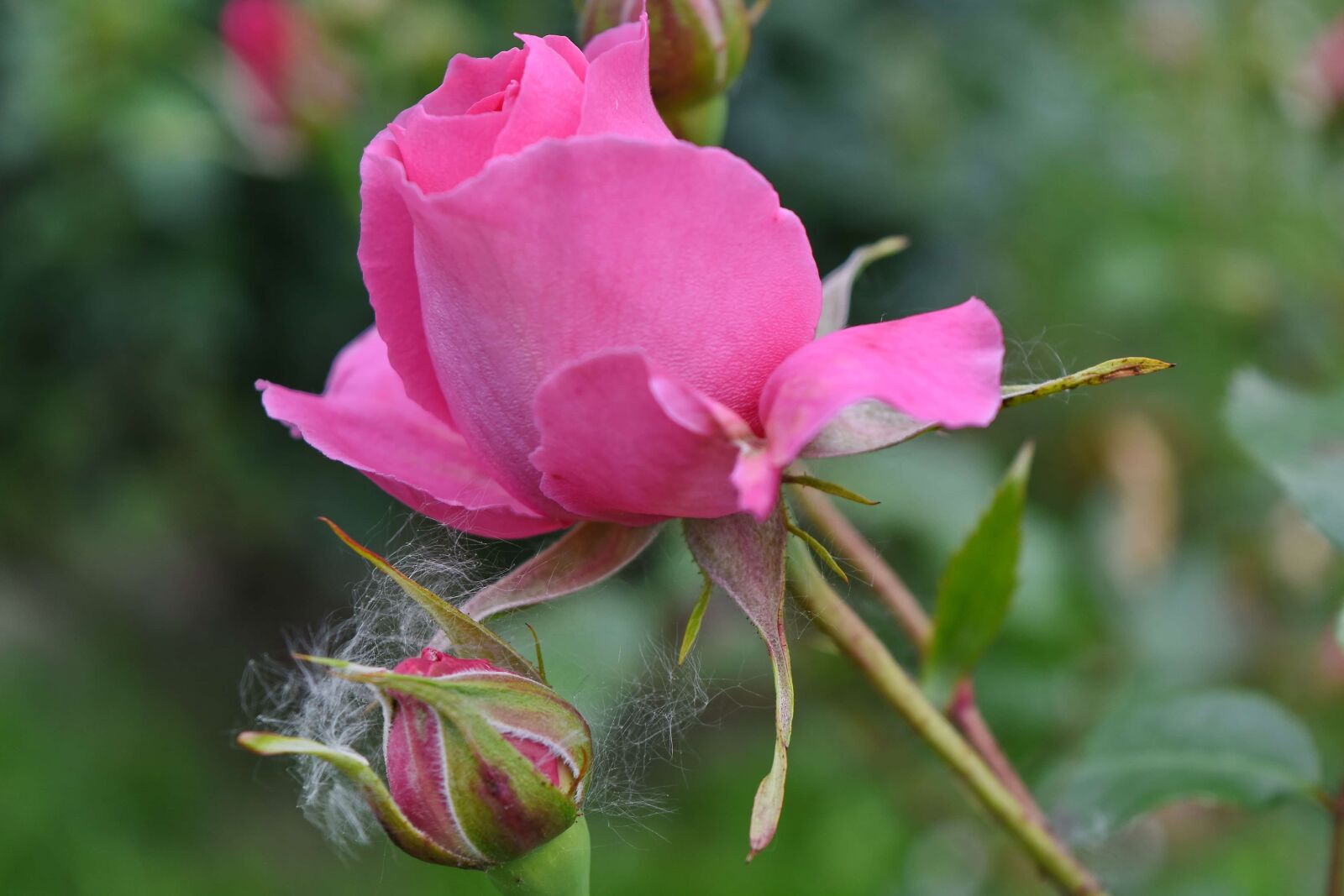 Nikon D5500 sample photo. Flower garden, horticulture, pink photography