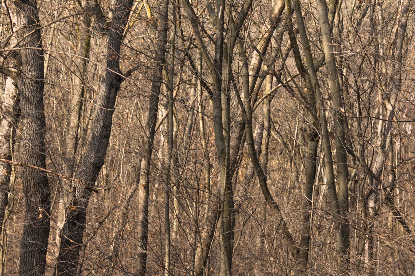Canon EOS 70D + Canon EF 24-105mm F4L IS USM sample photo. Forest, autumn, tree trunks photography