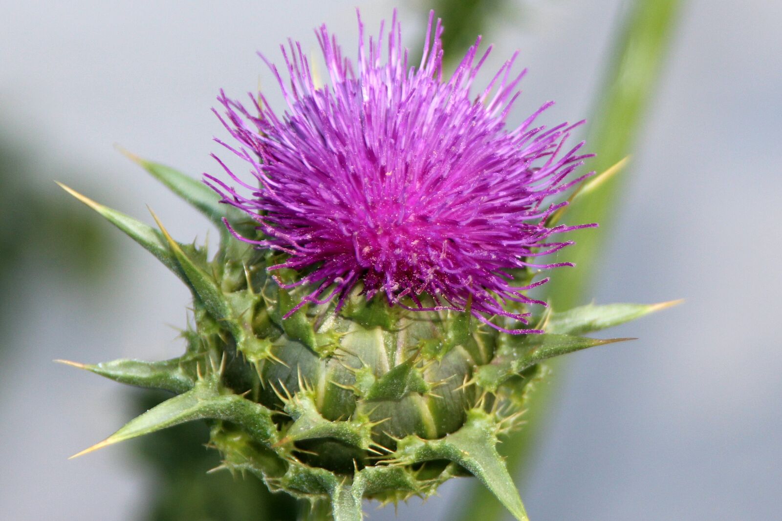 Canon EOS 650D (EOS Rebel T4i / EOS Kiss X6i) sample photo. Thistle, pointed flower, wild photography