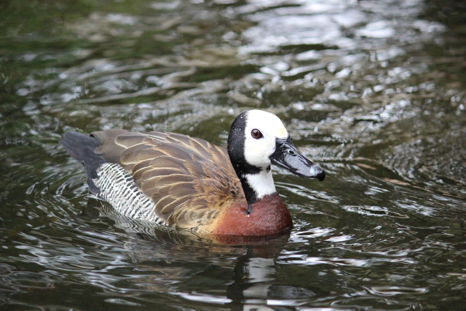 Canon EOS 600D (Rebel EOS T3i / EOS Kiss X5) sample photo. Duck, bird, wildlife photography