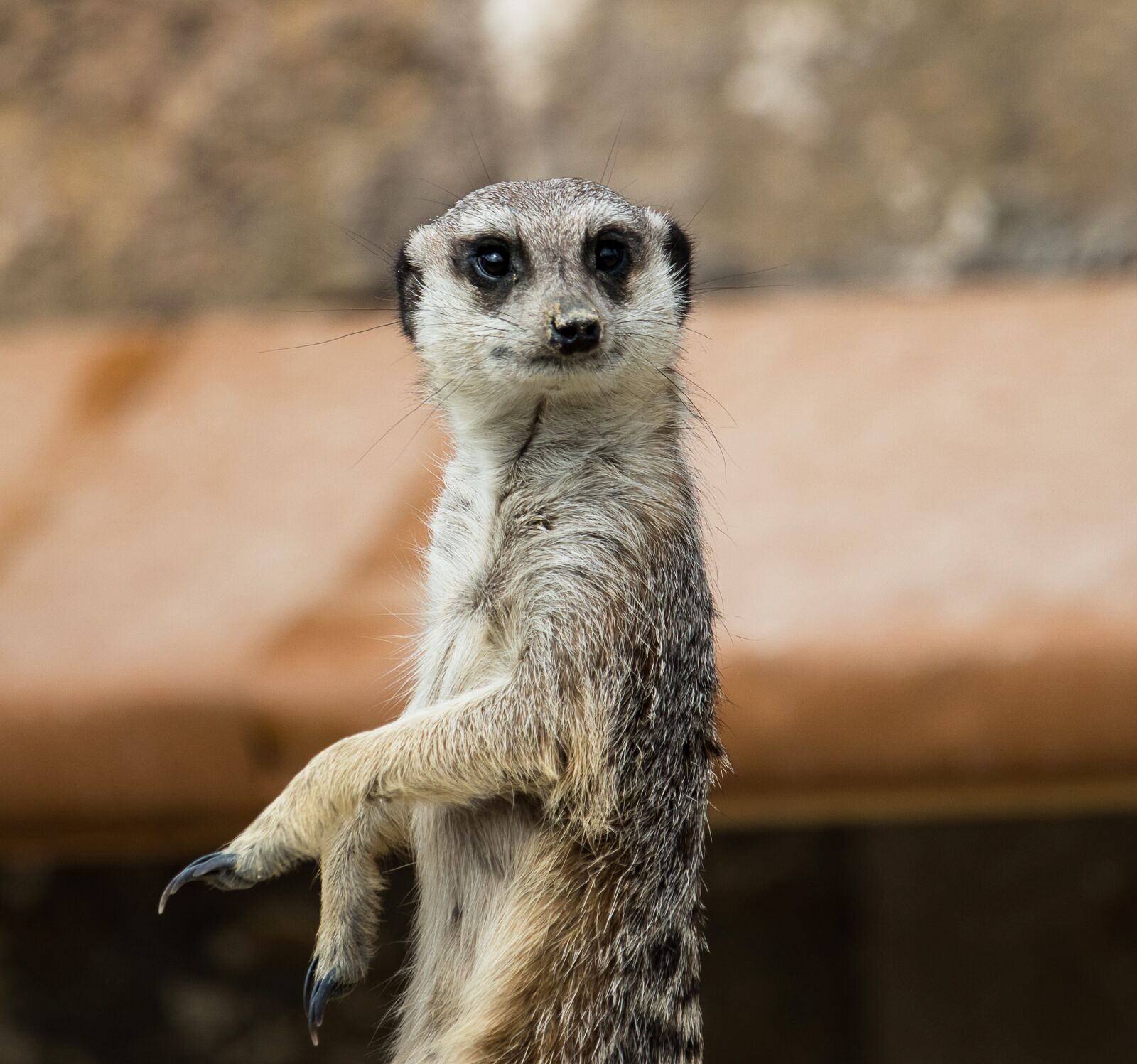 Canon EF-S 55-250mm F4-5.6 IS STM sample photo. Meerkat, animal, mammal photography