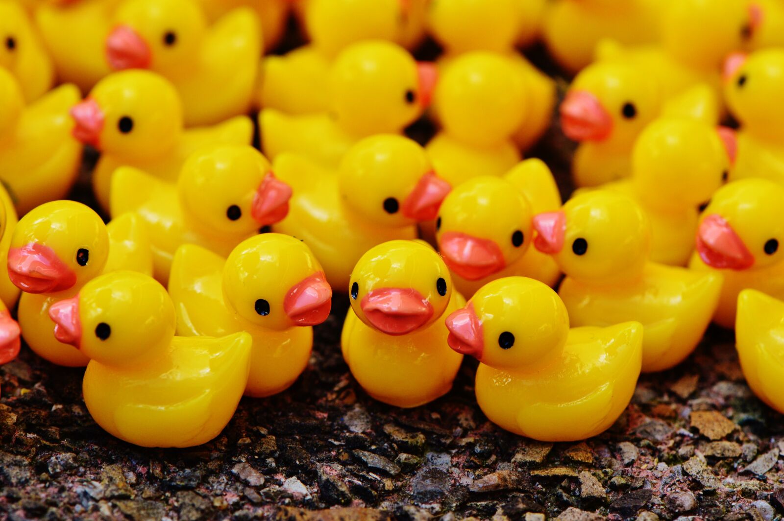 Nikon D3200 sample photo. Ducks, figures, group photography
