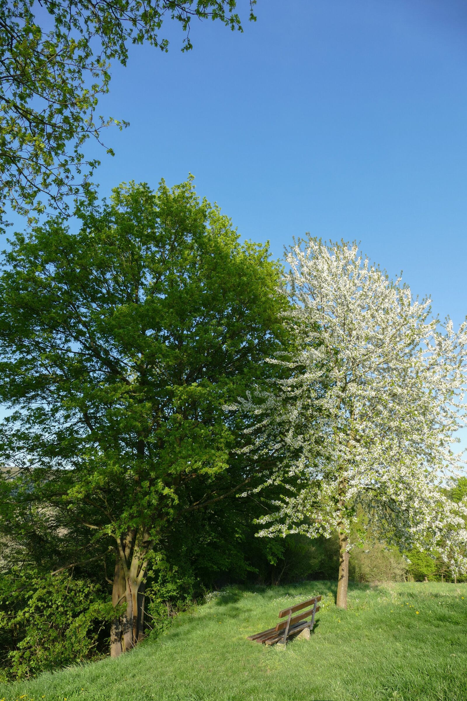 Panasonic Lumix DMC-FZ1000 sample photo. Spring trees, nature, landscape photography