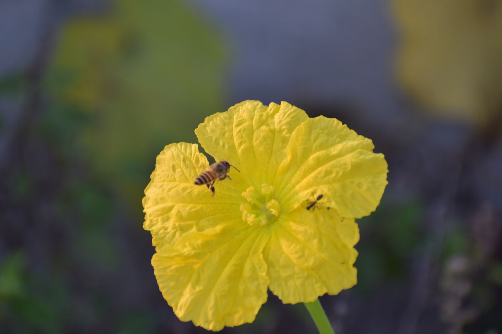 Nikon D5600 sample photo. Ridge gourd flower, yellow photography