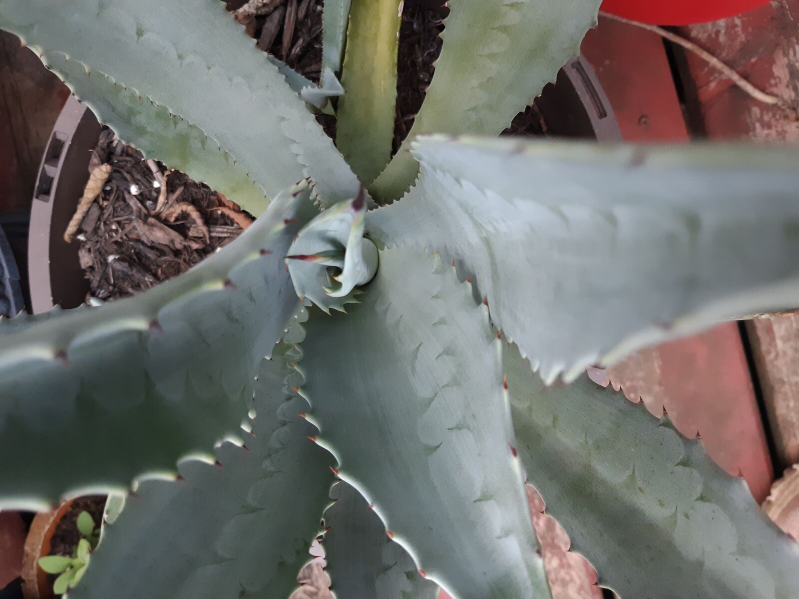 Samsung Galaxy A6 sample photo. Agave, plant, cactus photography