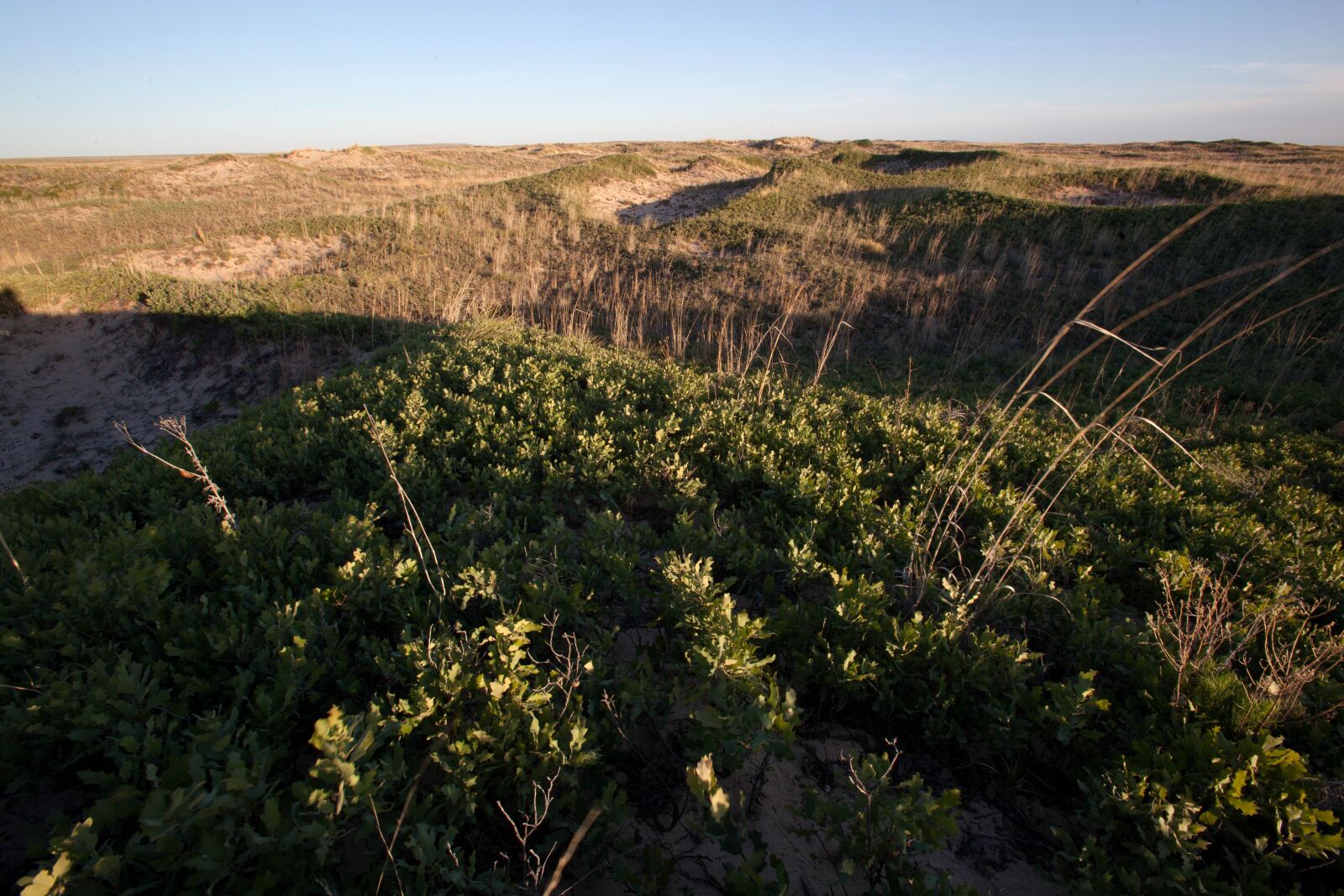 Canon EOS 5D Mark II sample photo. Desert, habitat photography