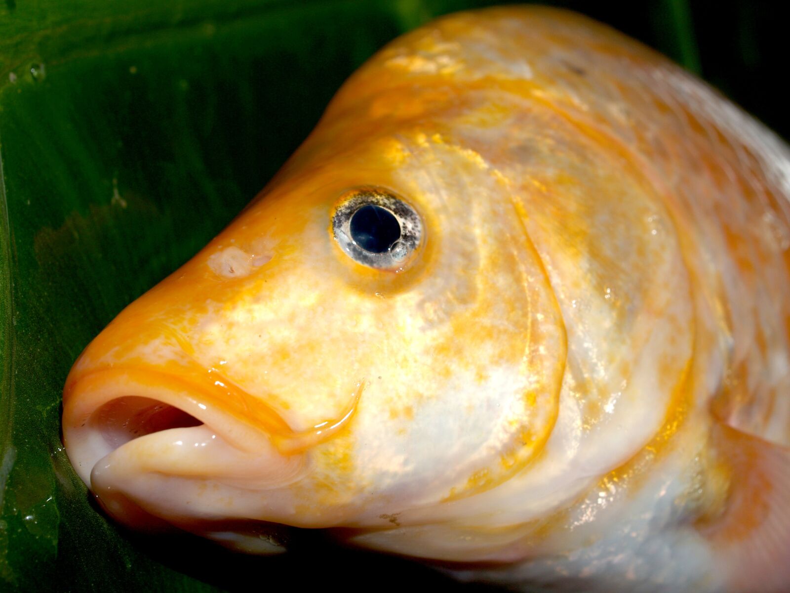 Olympus E-300 (EVOLT E-300) sample photo. Fish, carp, meal photography