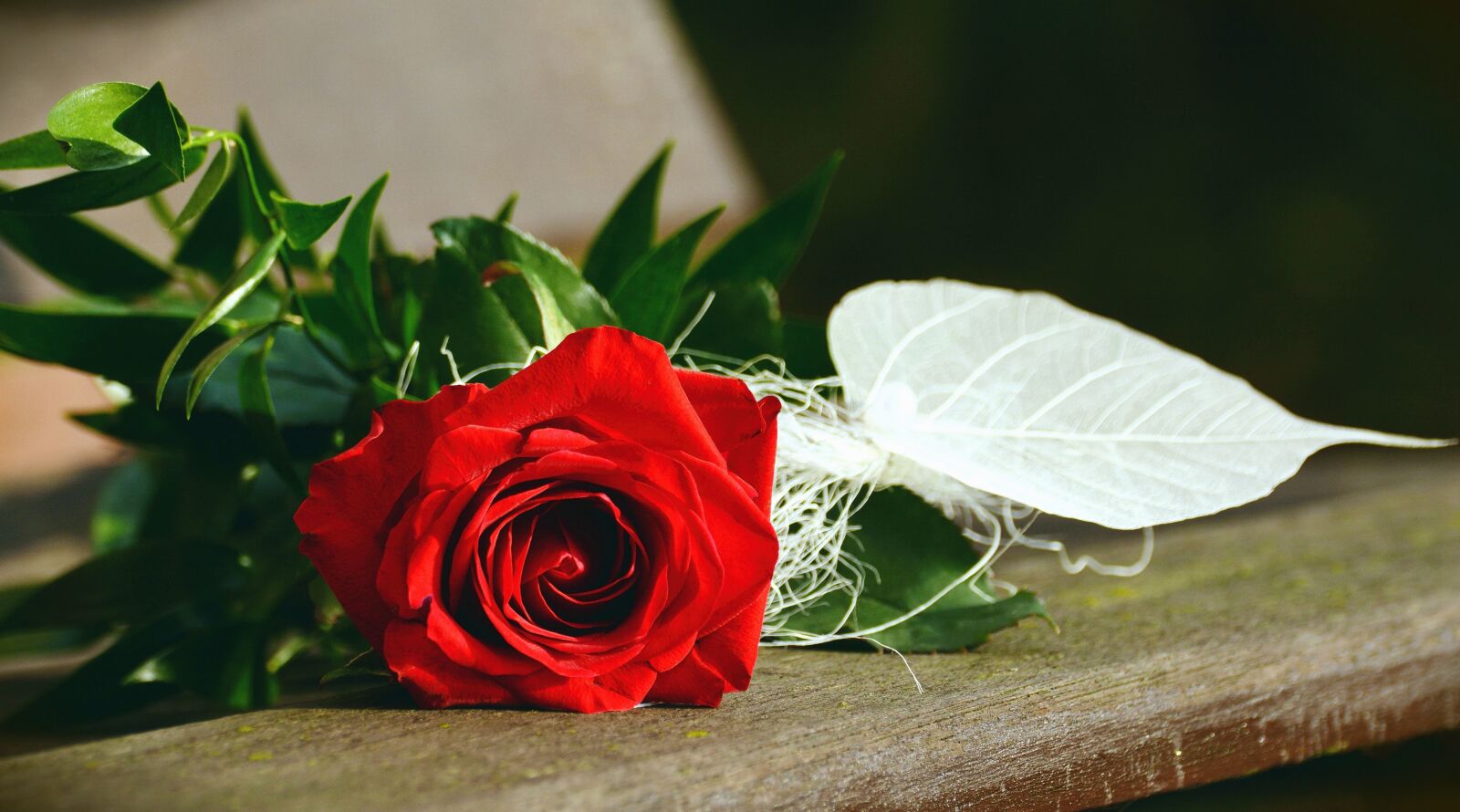 Nikon D5200 sample photo. Rose, flower, table, petal photography