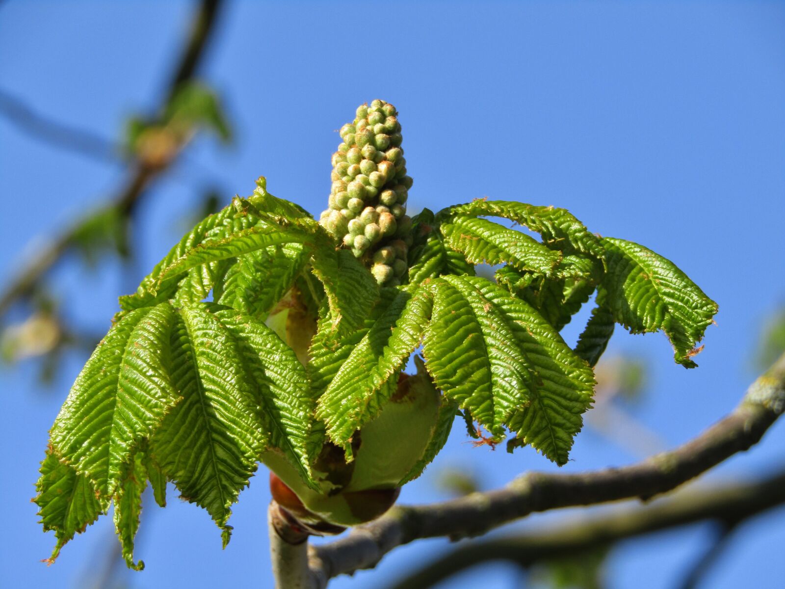 Canon POWERSHOT SX432 IS sample photo. Chestnut tree, aesthetic, bud photography