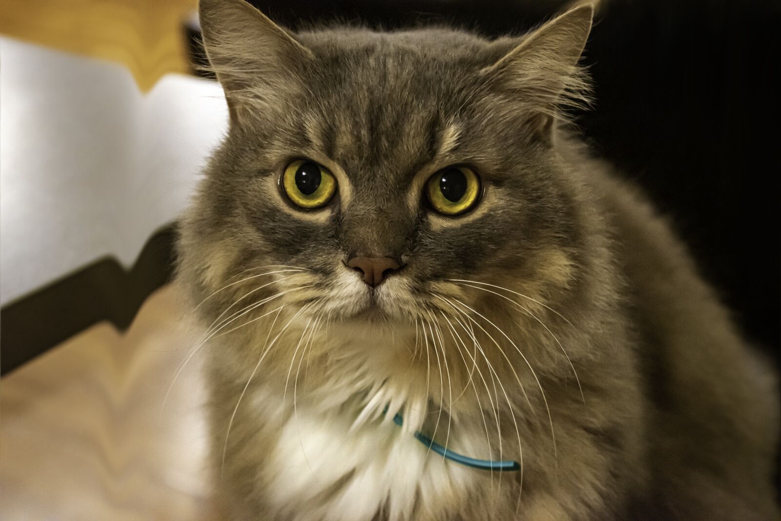Nikon D5600 sample photo. Cat, wonder, catty photography