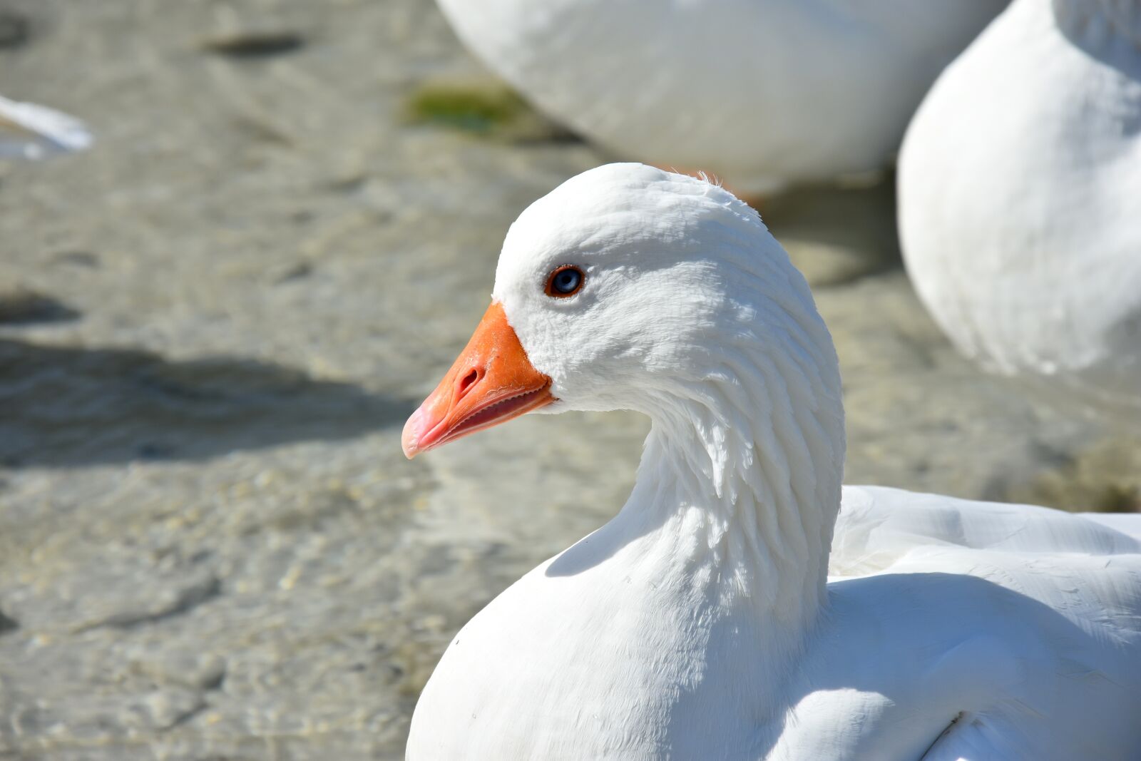 Nikon D7200 sample photo. Goose, animals, nature photography