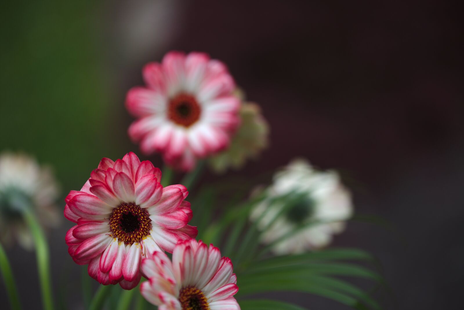 Canon EOS 6D sample photo. Flowers, garden, nature photography