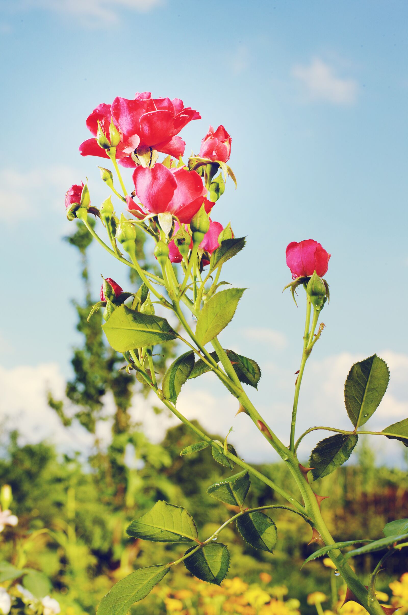Canon EOS-1Ds Mark III sample photo. Rose, flower, garden photography