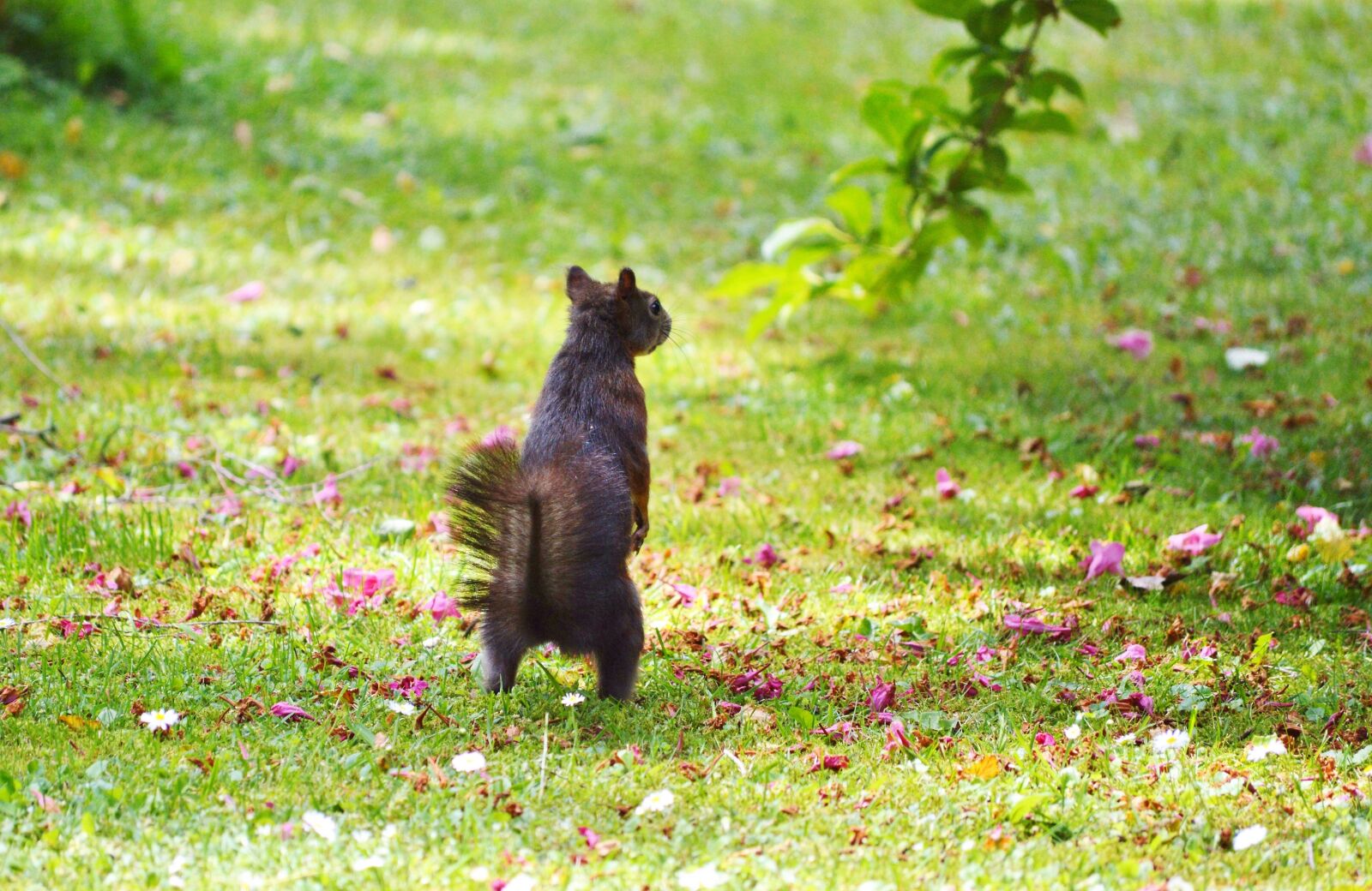 Nikon D3200 sample photo. Squirrel, nager, rodent photography