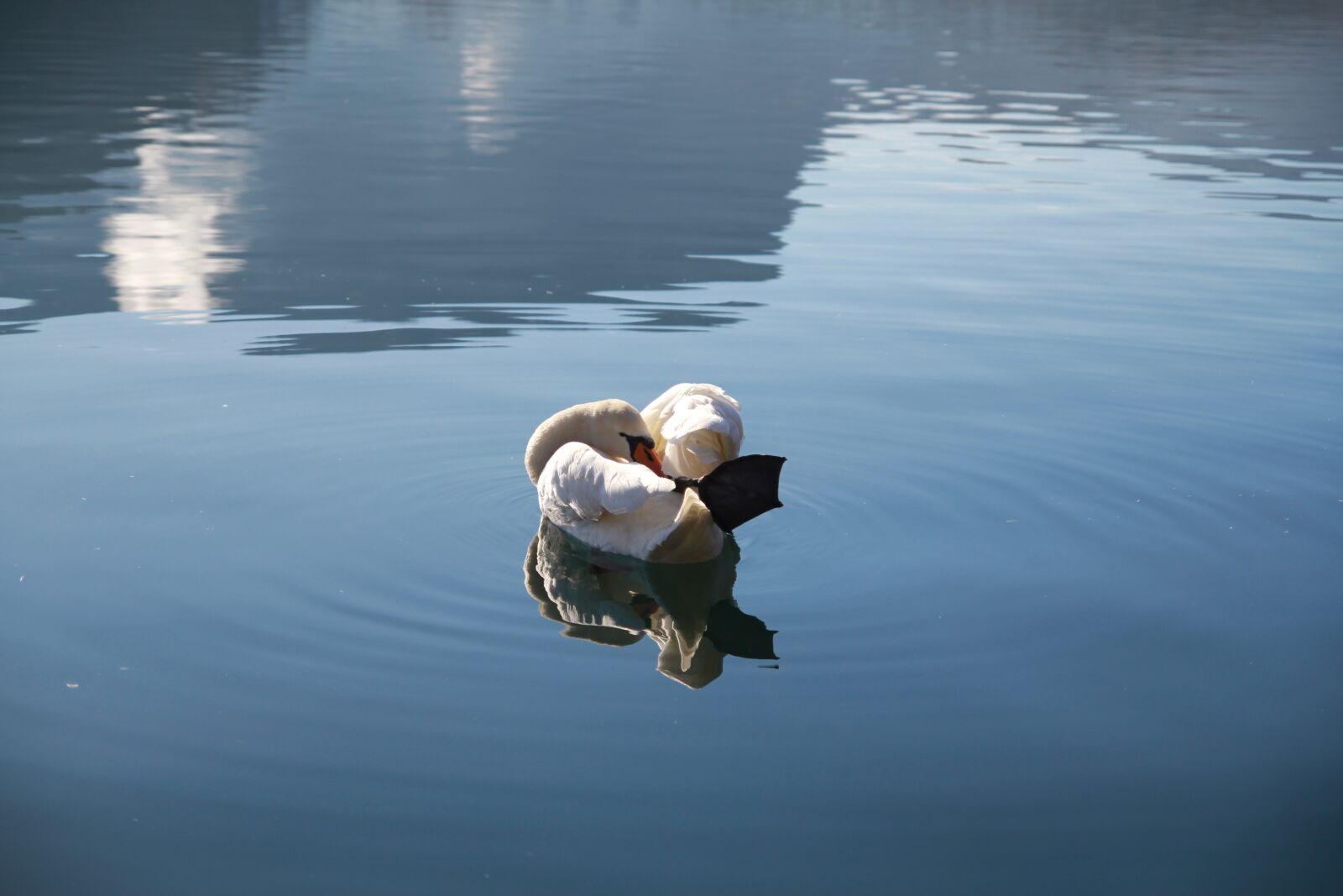 Canon EOS 60D sample photo. Swan, lake, water photography