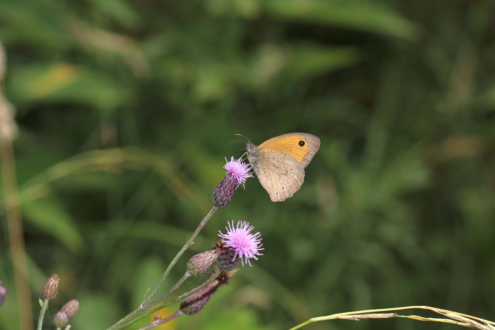 Canon EOS 80D sample photo. Butterfly, insect, flower photography