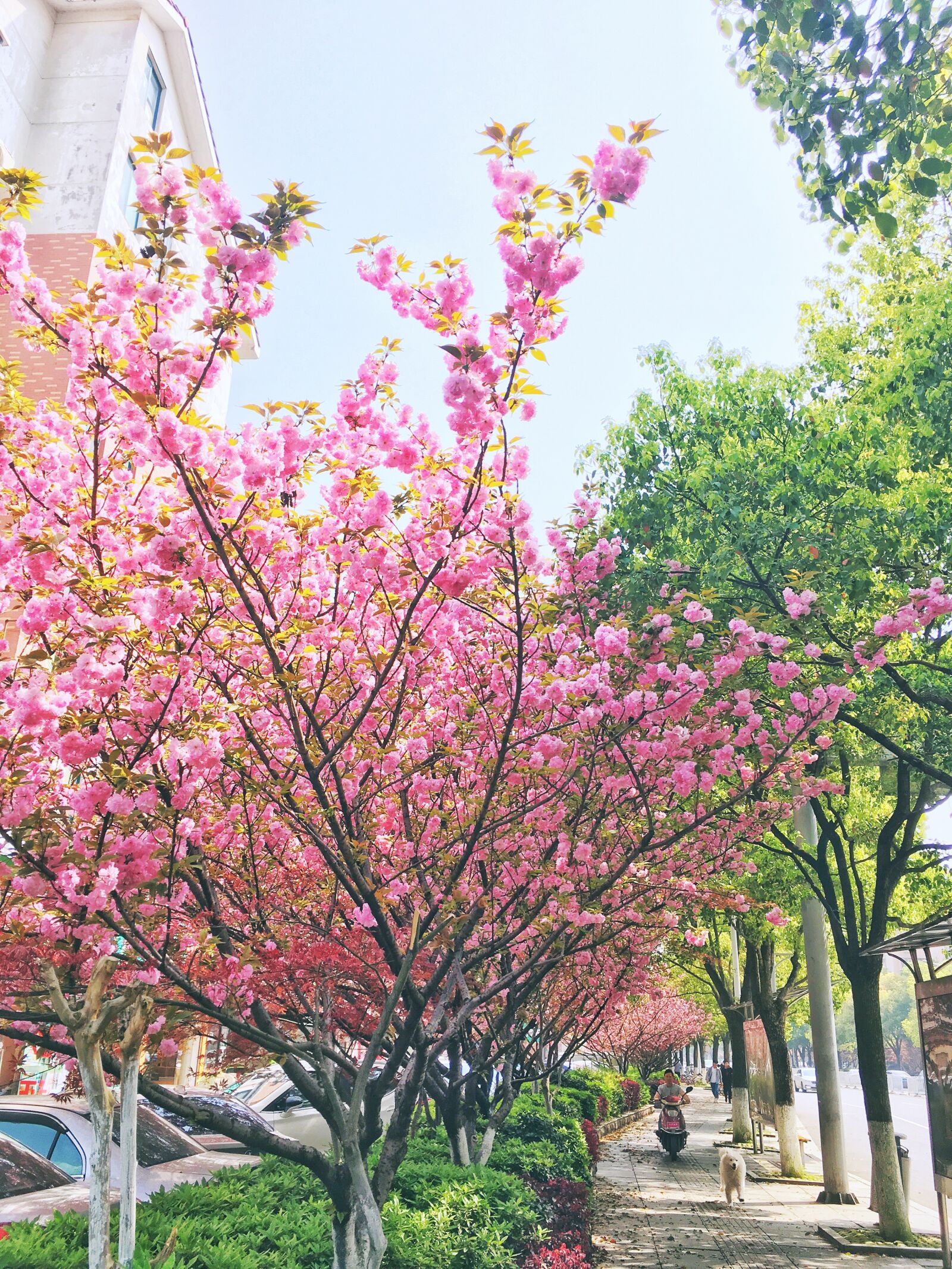 Apple iPhone 6s sample photo. Spring, cherry blossom, living photography