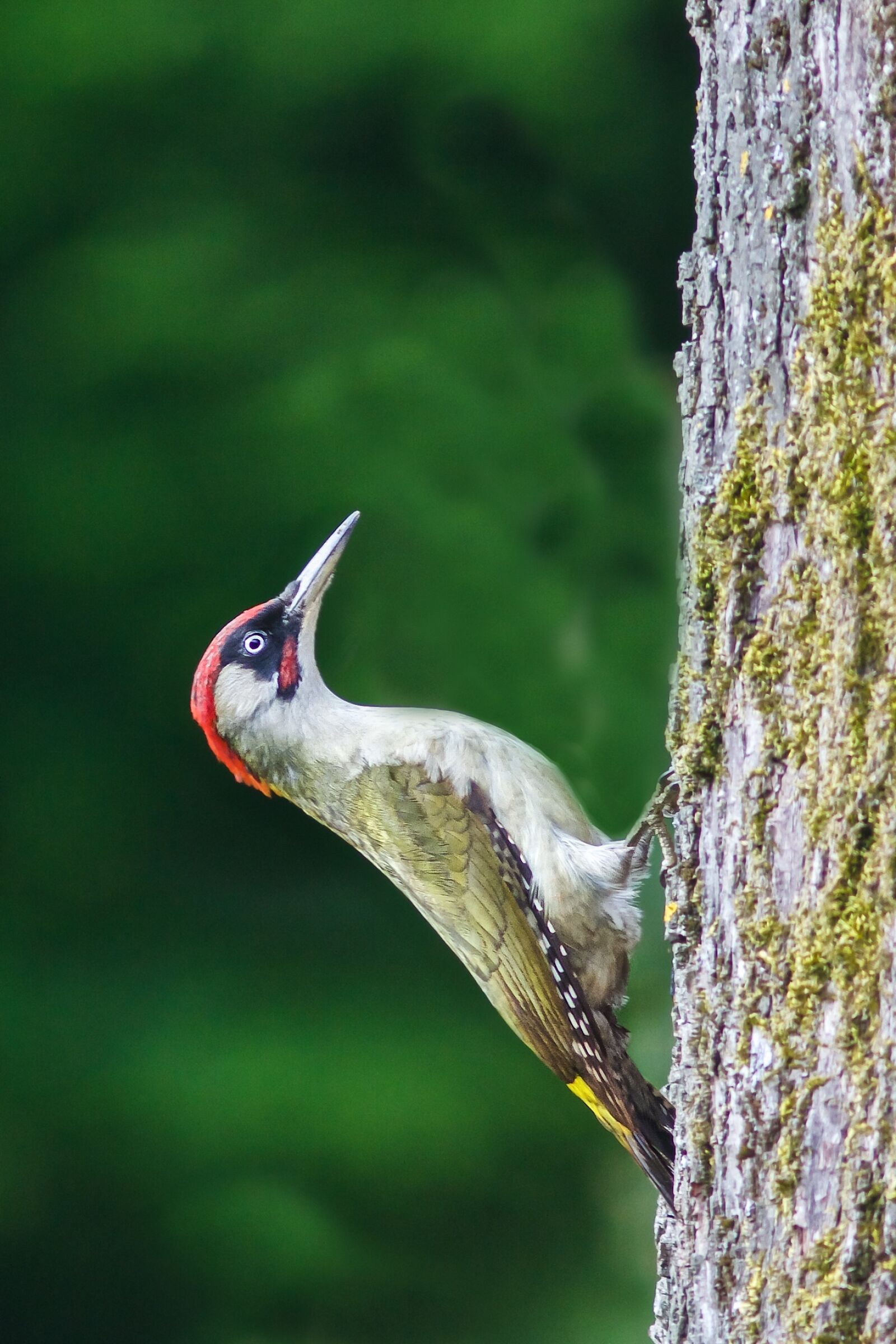 Canon EOS 7D sample photo. Bird, green woodpecker, tree photography