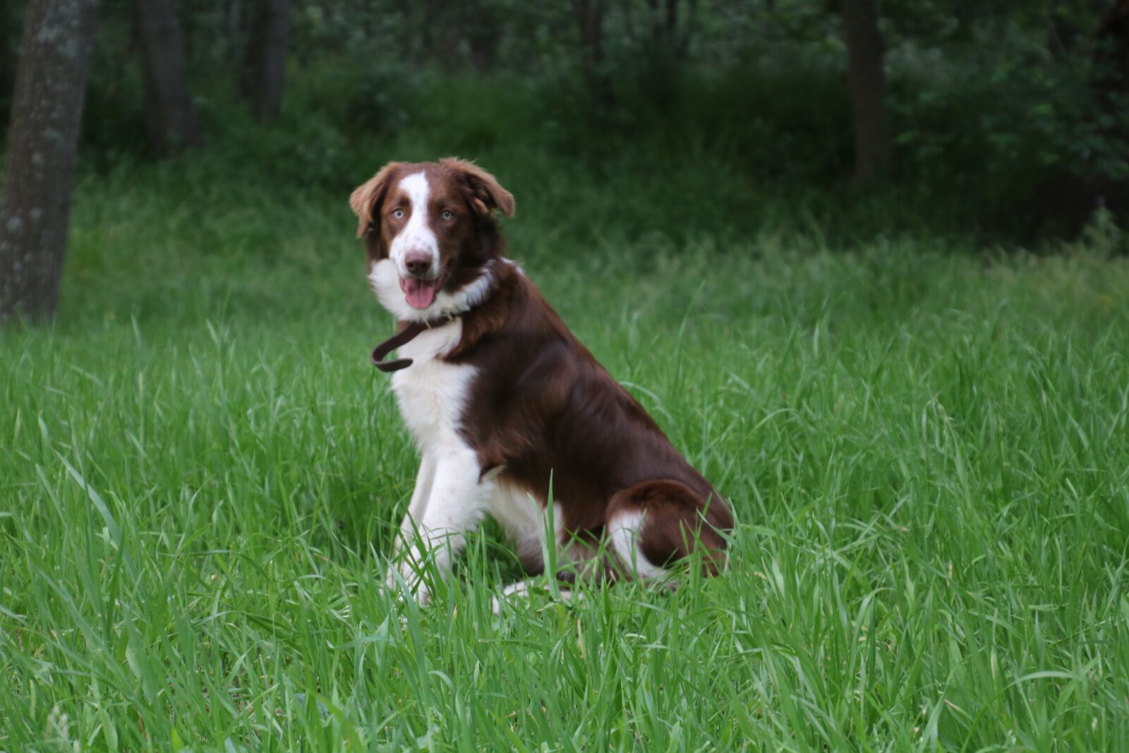 Canon EOS 760D (EOS Rebel T6s / EOS 8000D) sample photo. Border collie, puppy, brown photography