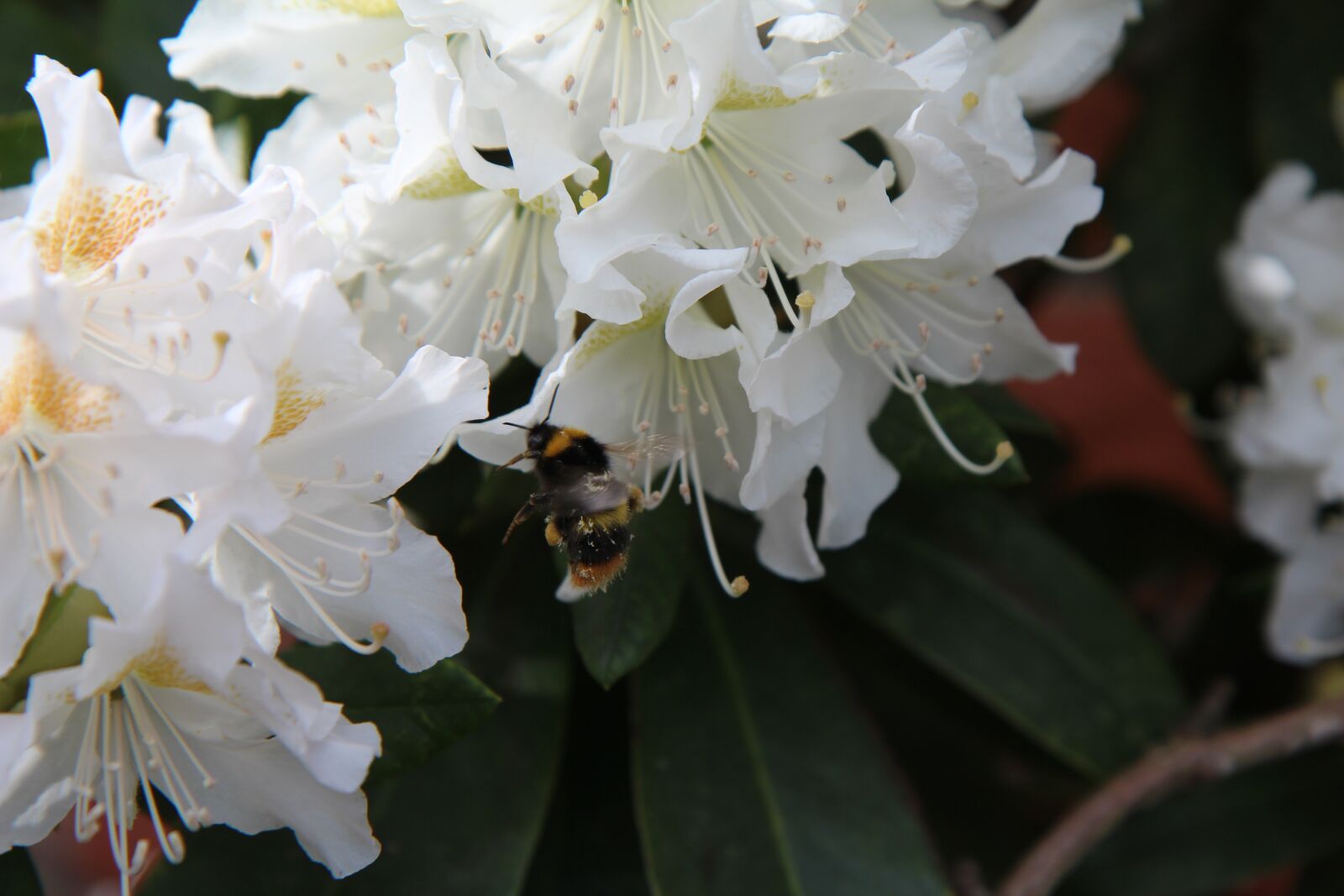 Canon EOS 600D (Rebel EOS T3i / EOS Kiss X5) sample photo. Rhododendron white, bourdon, insect photography