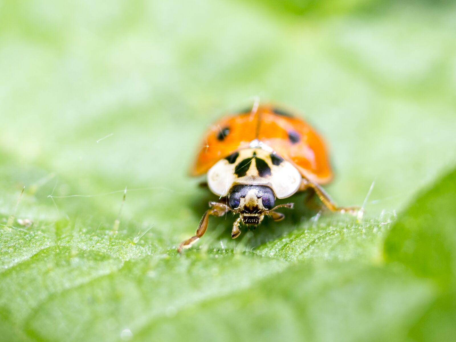 Olympus E-5 sample photo. Ladybug, beetle, insect photography