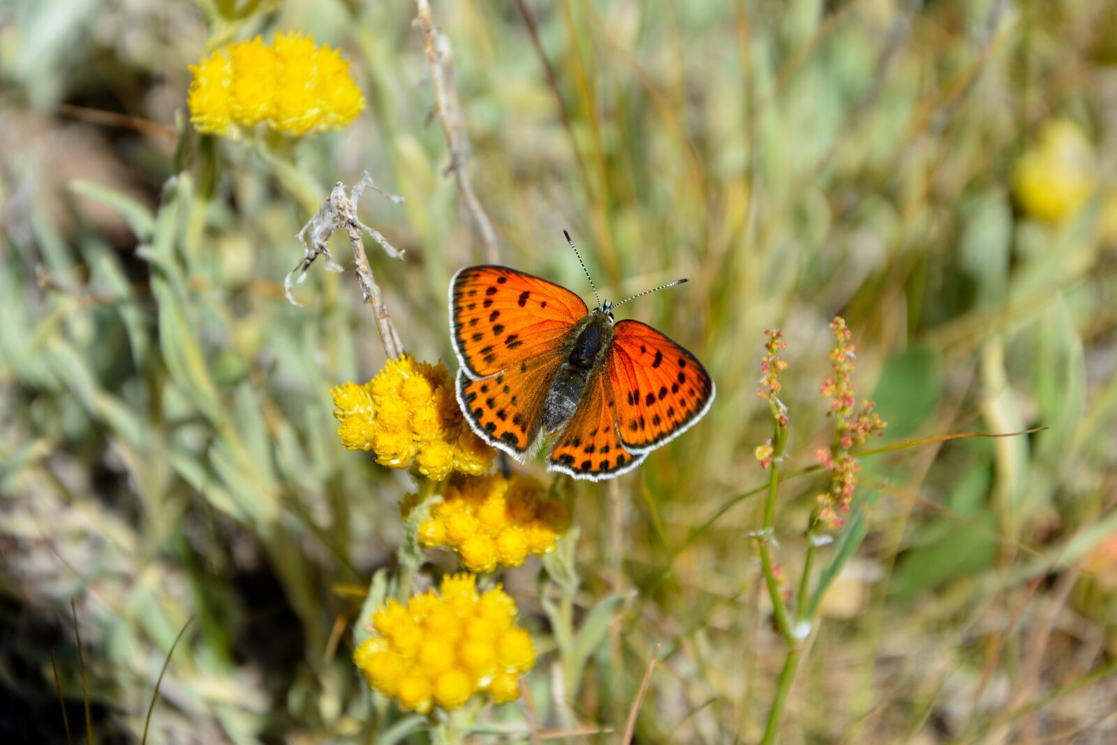 Nikon D7100 sample photo. Flower, nature, butterfly photography