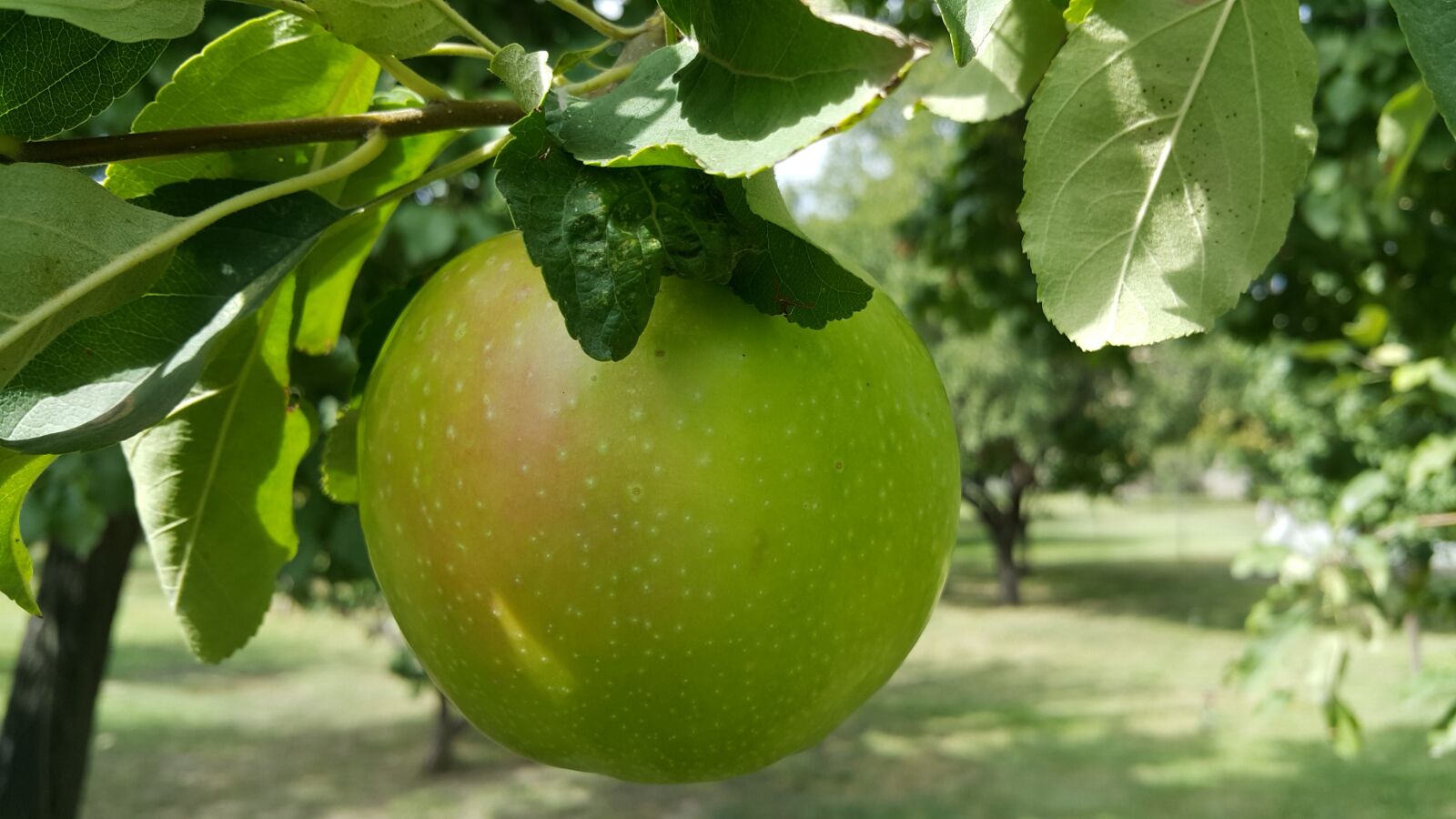 Samsung Galaxy Note4 sample photo. Natural, green, apple photography