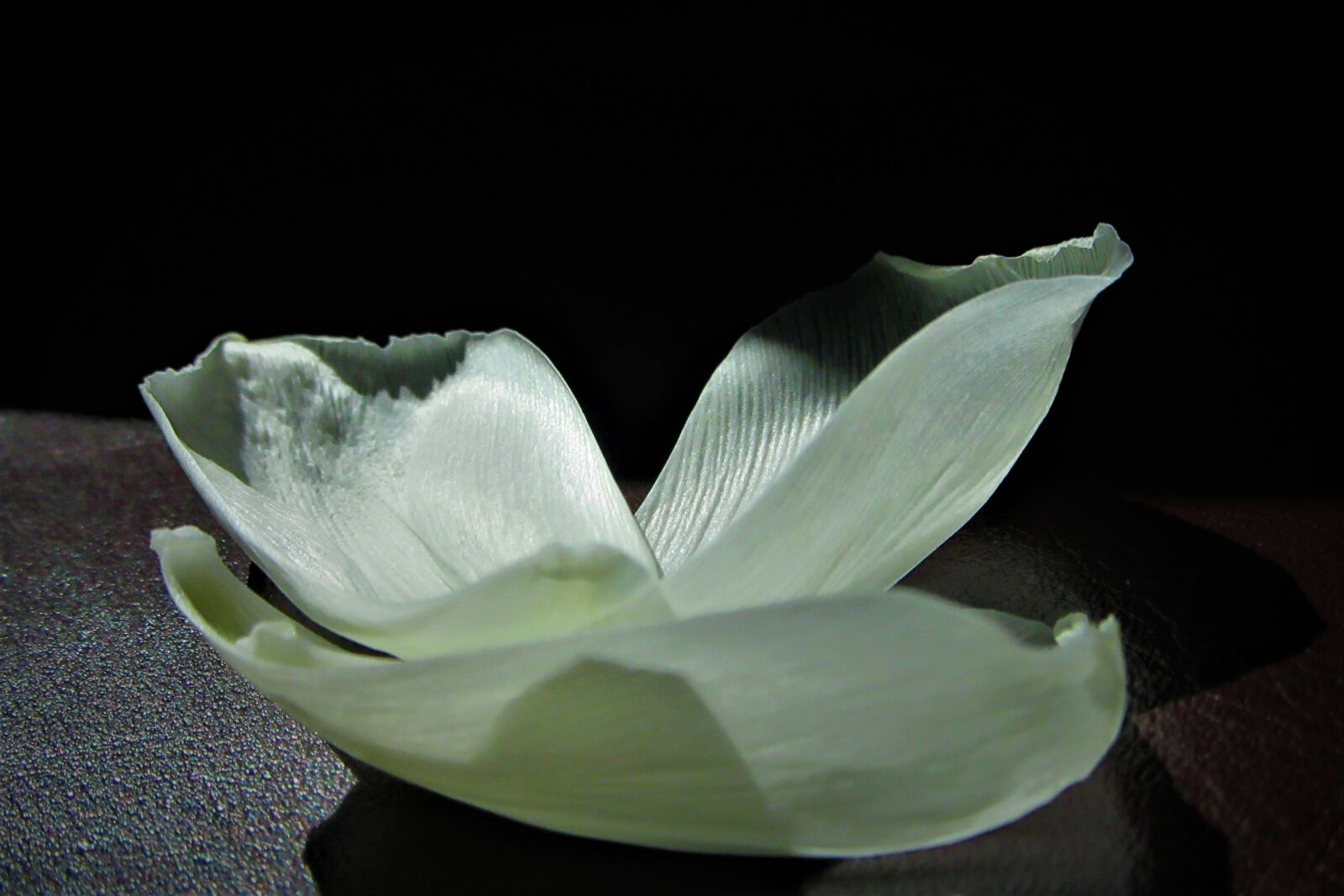 Canon PowerShot SX610 HS sample photo. Tulip, flower, leaves photography