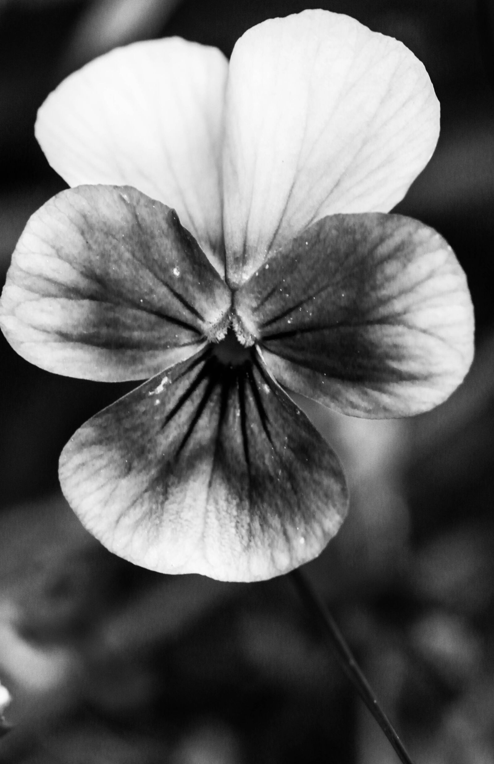 Canon EOS 7D Mark II sample photo. Pansy, flower, summer flower photography