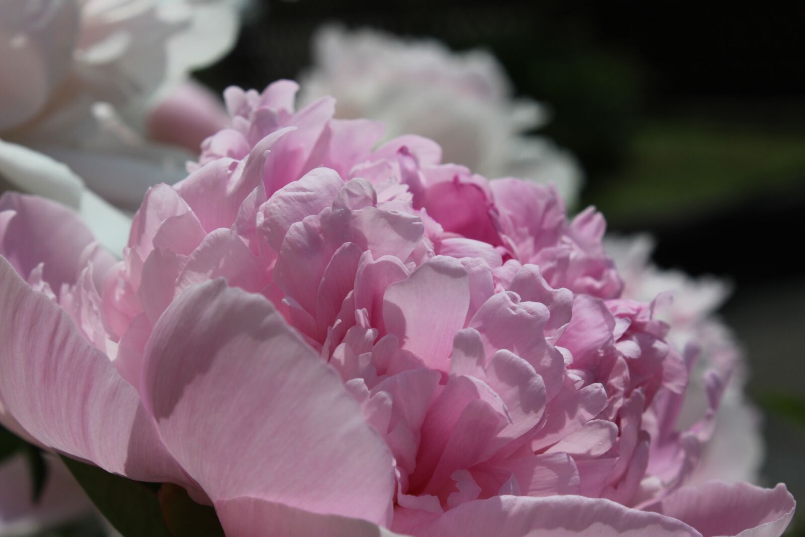 Canon EOS 600D (Rebel EOS T3i / EOS Kiss X5) sample photo. Peony, blossom, bloom photography