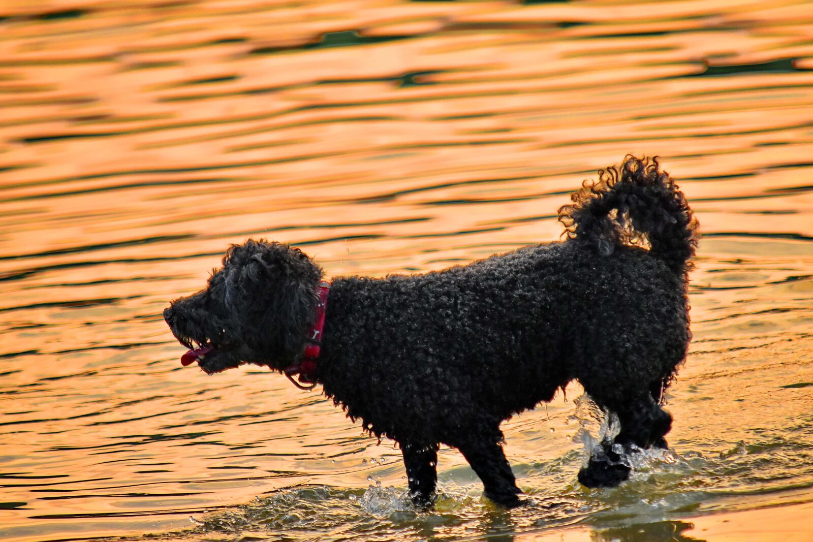 Nikon D5500 sample photo. Dog, splash, sunset, water photography