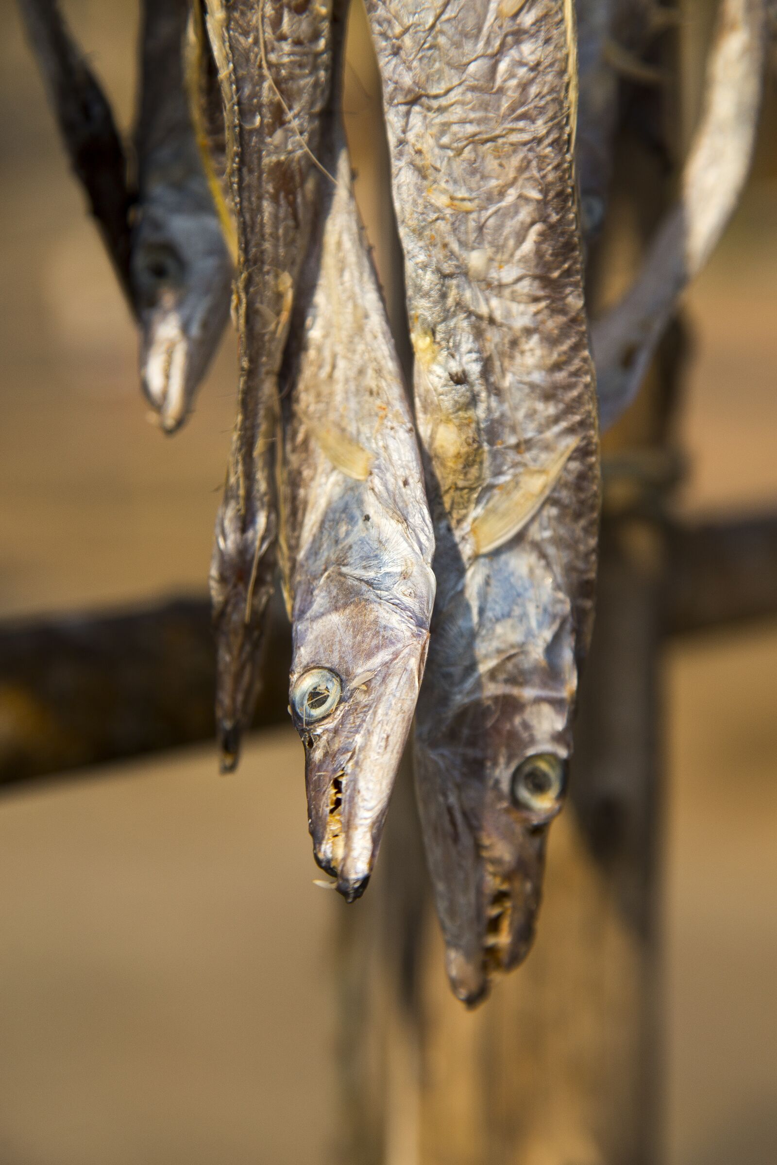 Canon EOS 6D + Canon EF 24-105mm F4L IS USM sample photo. Nature, animal, outdoors photography