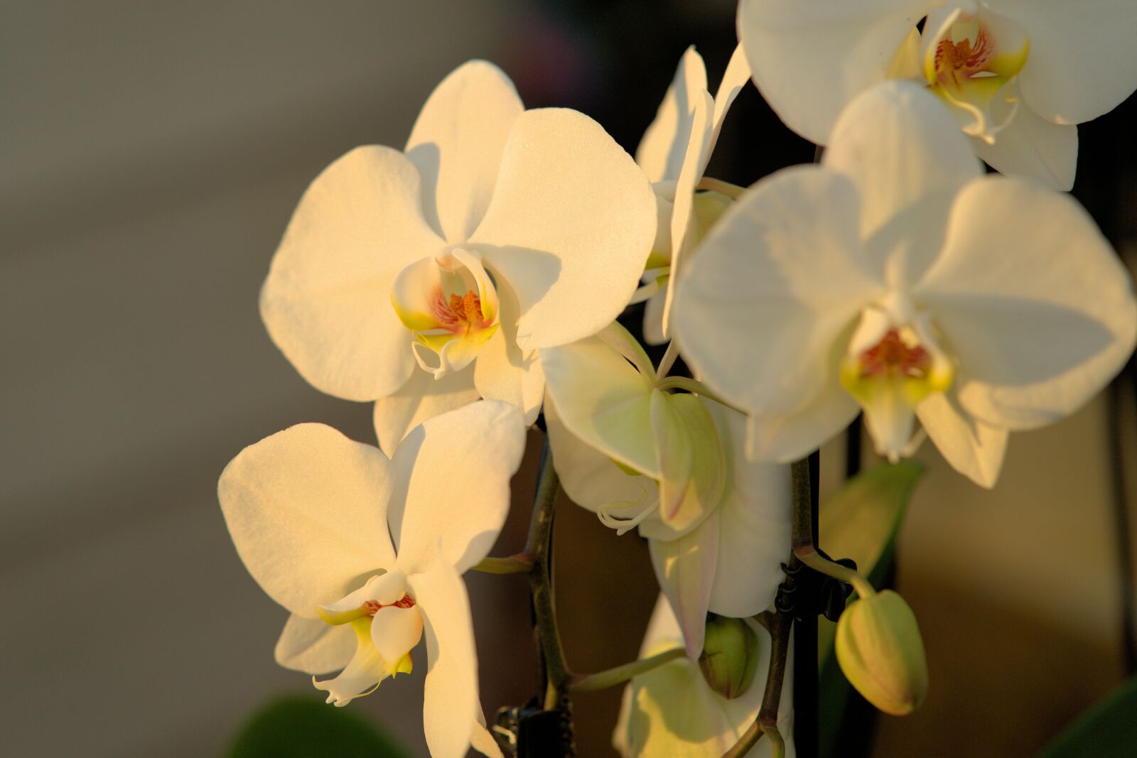 ZEISS Batis 85mm F1.8 sample photo. Orchid, flower, blossom photography