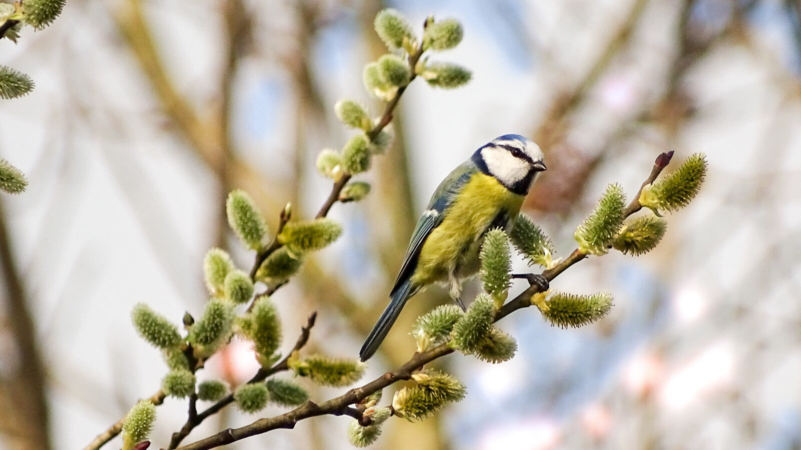 Sony Cyber-shot DSC-HX400V sample photo. Blue tit, photo of photography