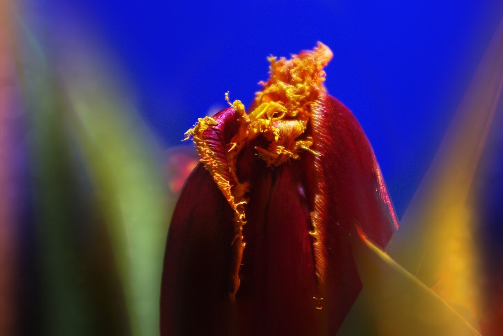 Pentax K-m (K2000) sample photo. Tulip, flower, plant photography