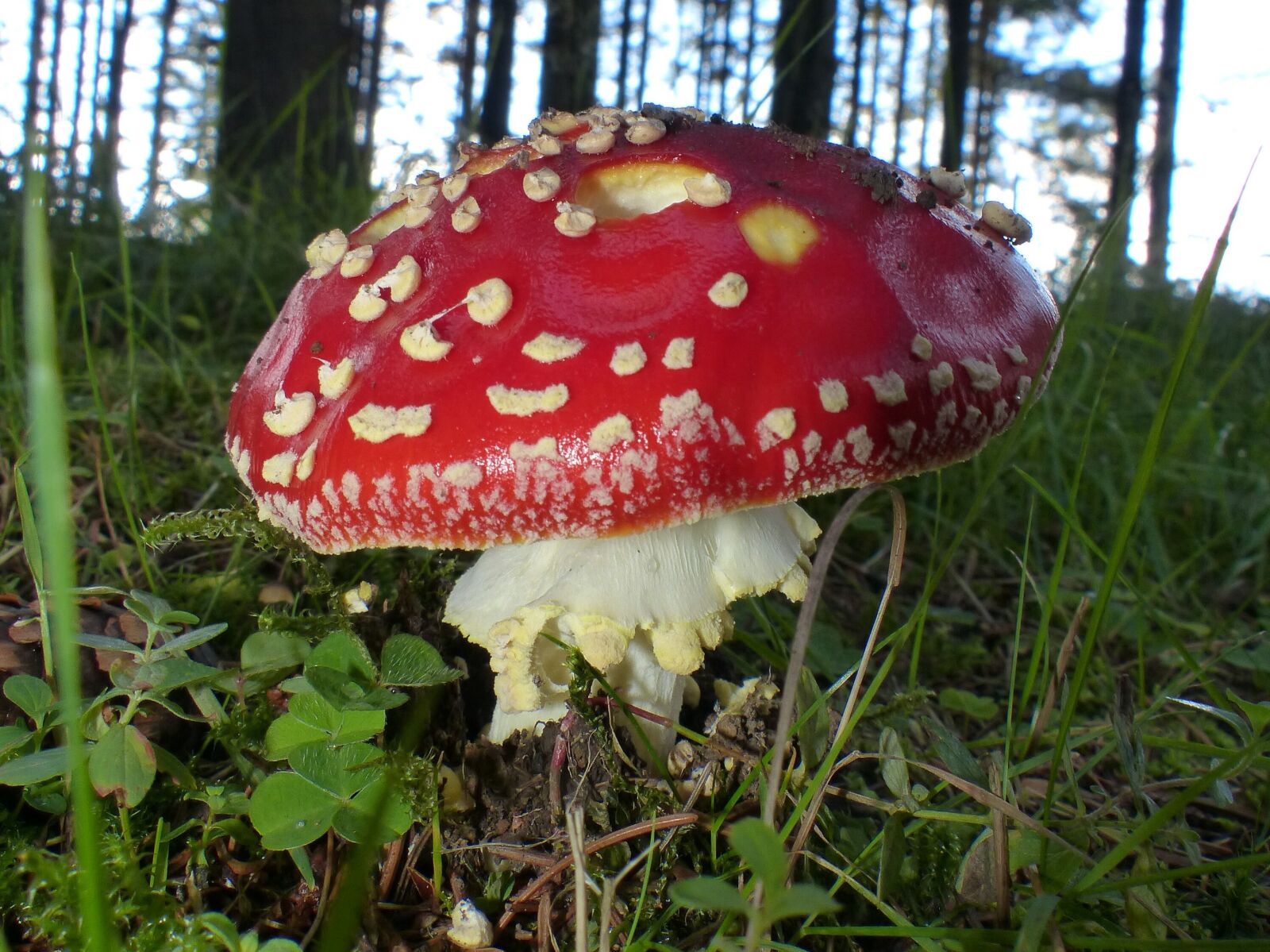 Panasonic Lumix DMC-FZ200 sample photo. Mushroom, fly agaric, nature photography
