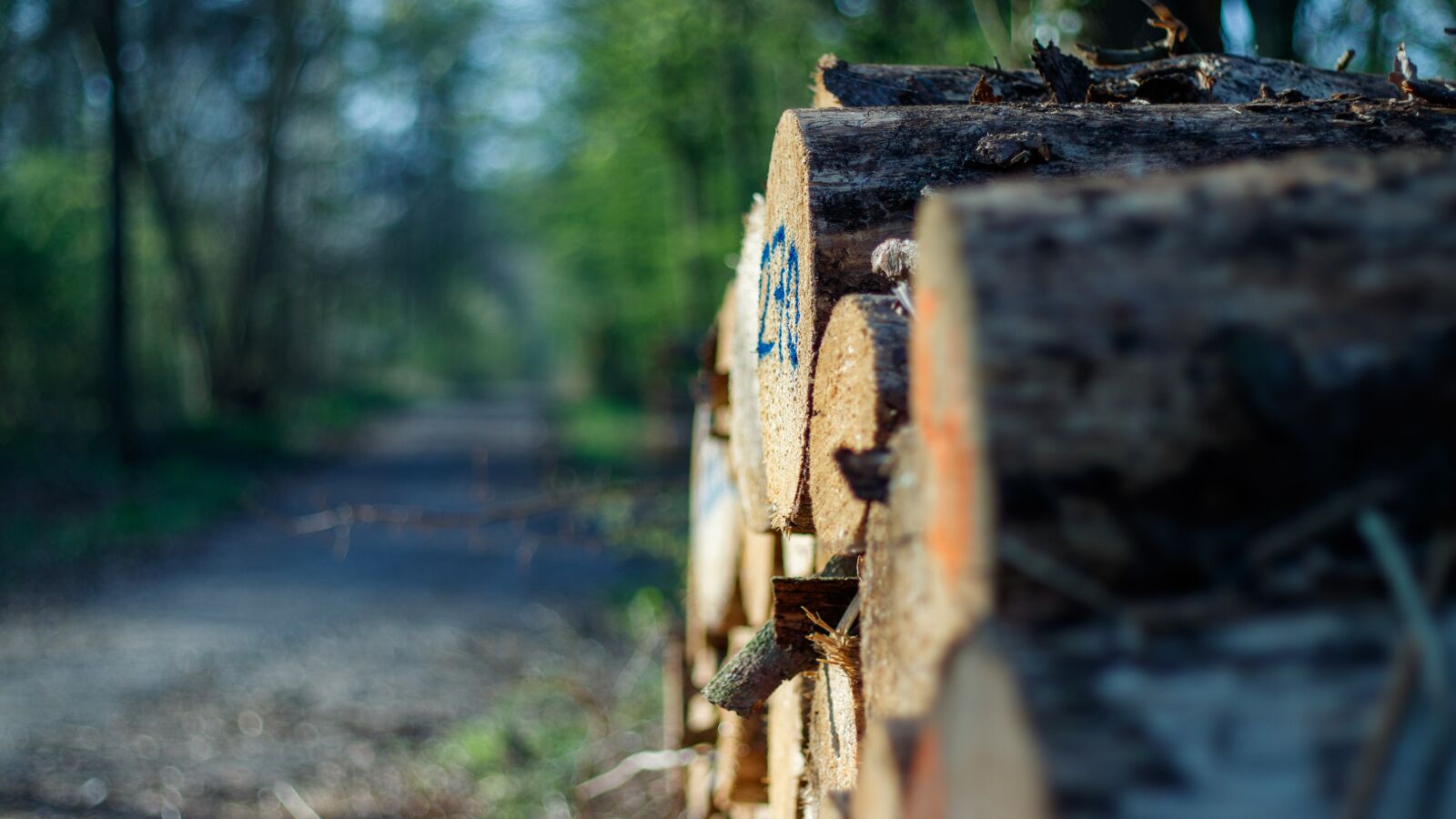 Canon EOS 80D sample photo. Tree trunks, wood, forest photography